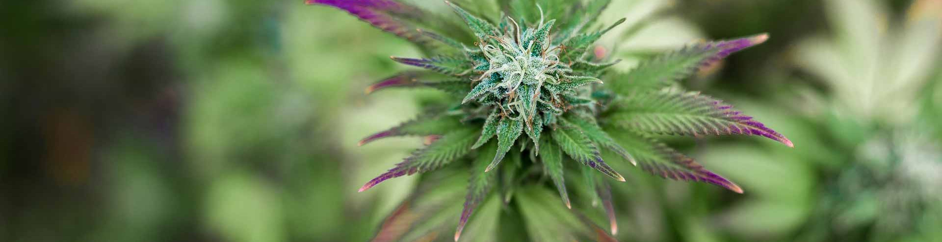 green and purple cannabis plant