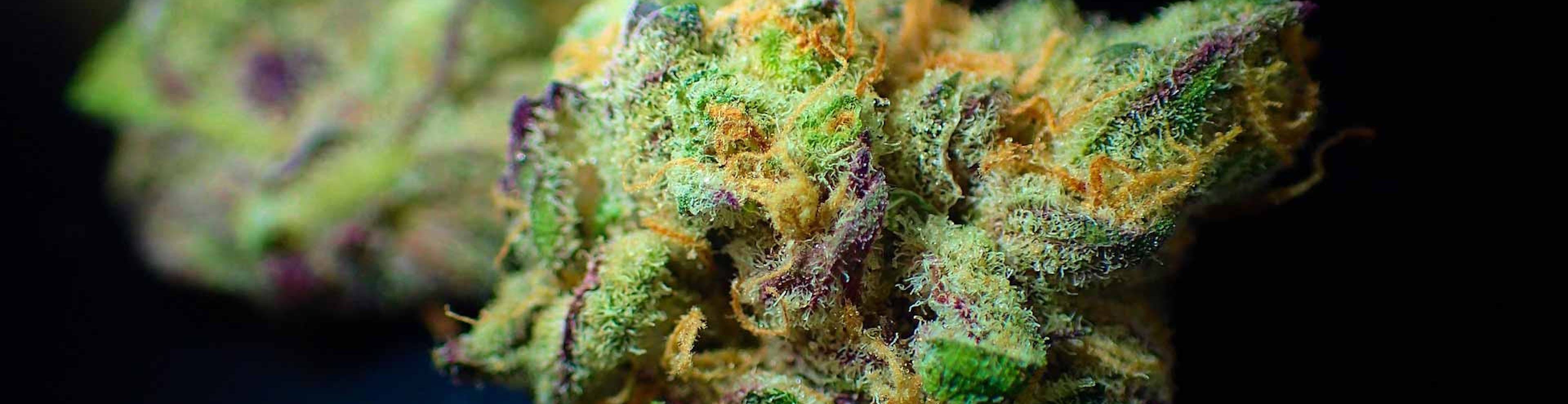 cannabis bud close up