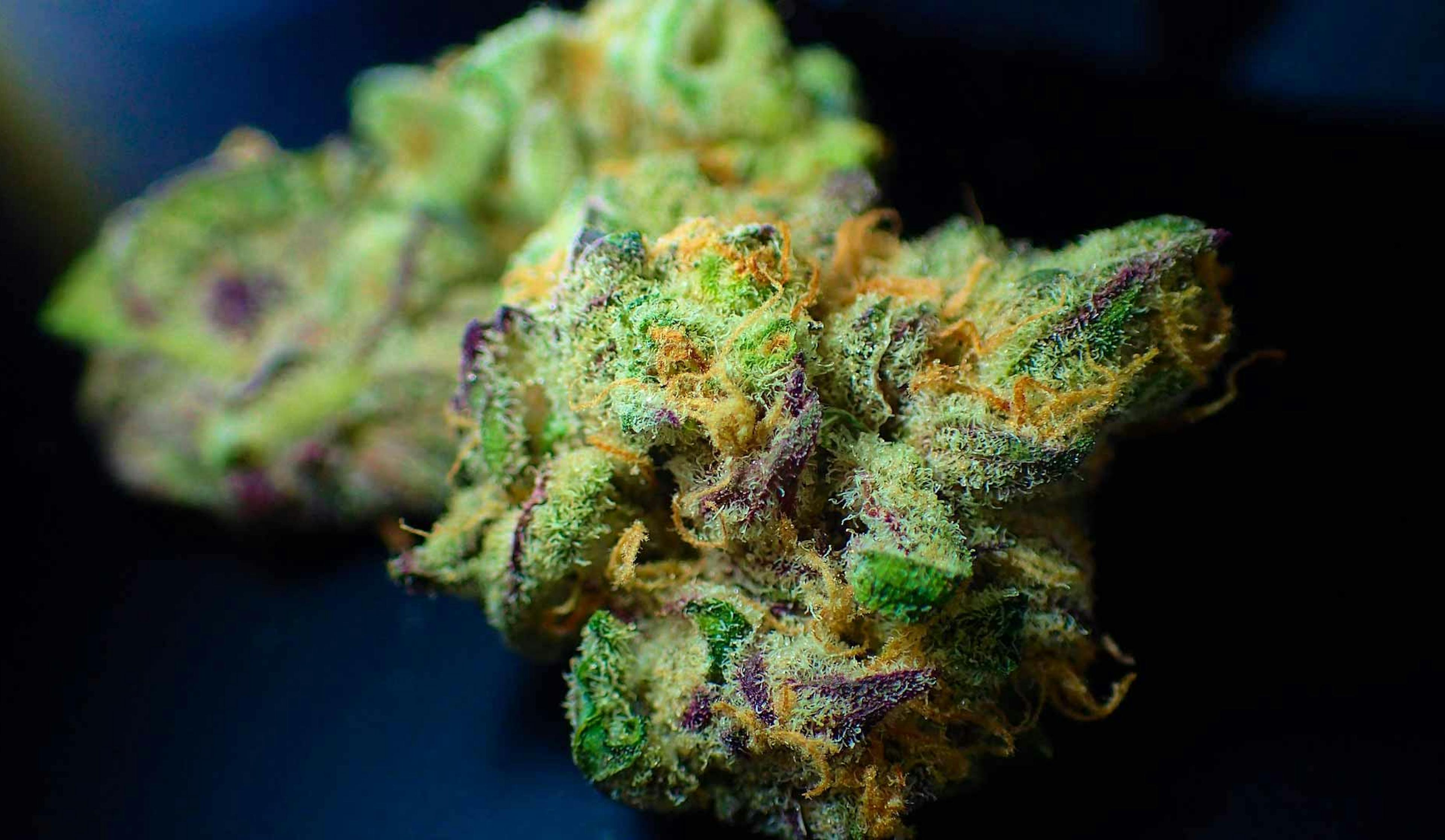 cannabis bud close up