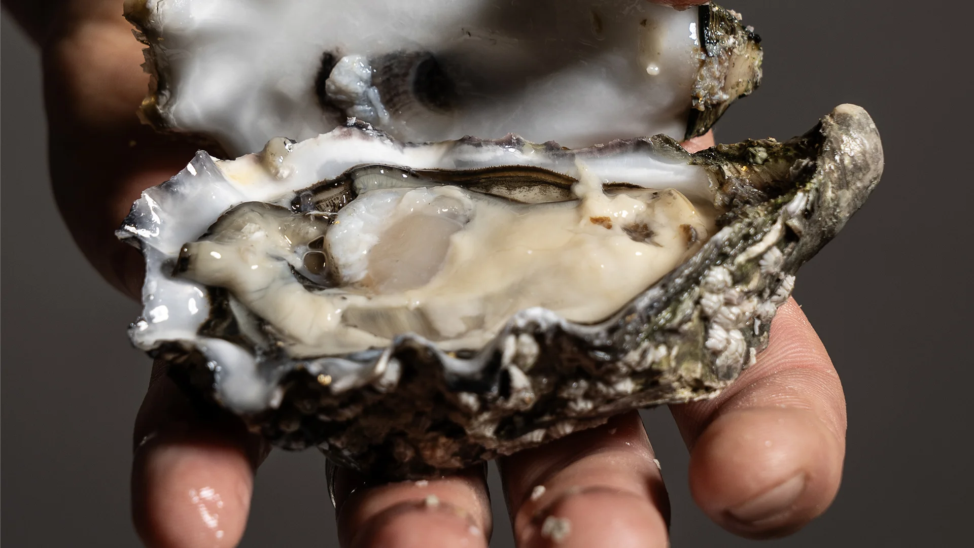 Ostrica in mano - The Lobster Biella 