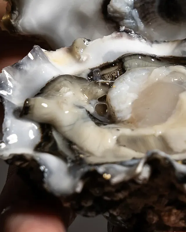 Ostrica in mano - The Lobster Biella