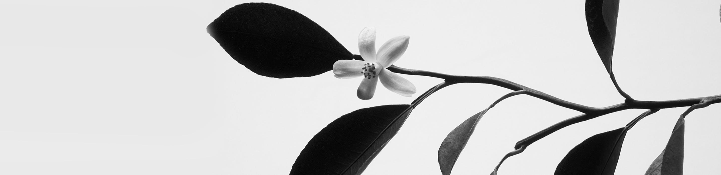 Black and white botanical photo