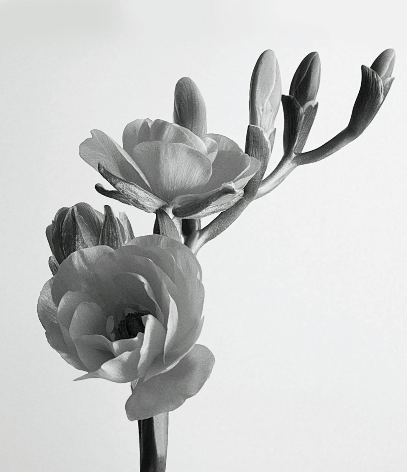 Black and white photo of hyaluroset flower