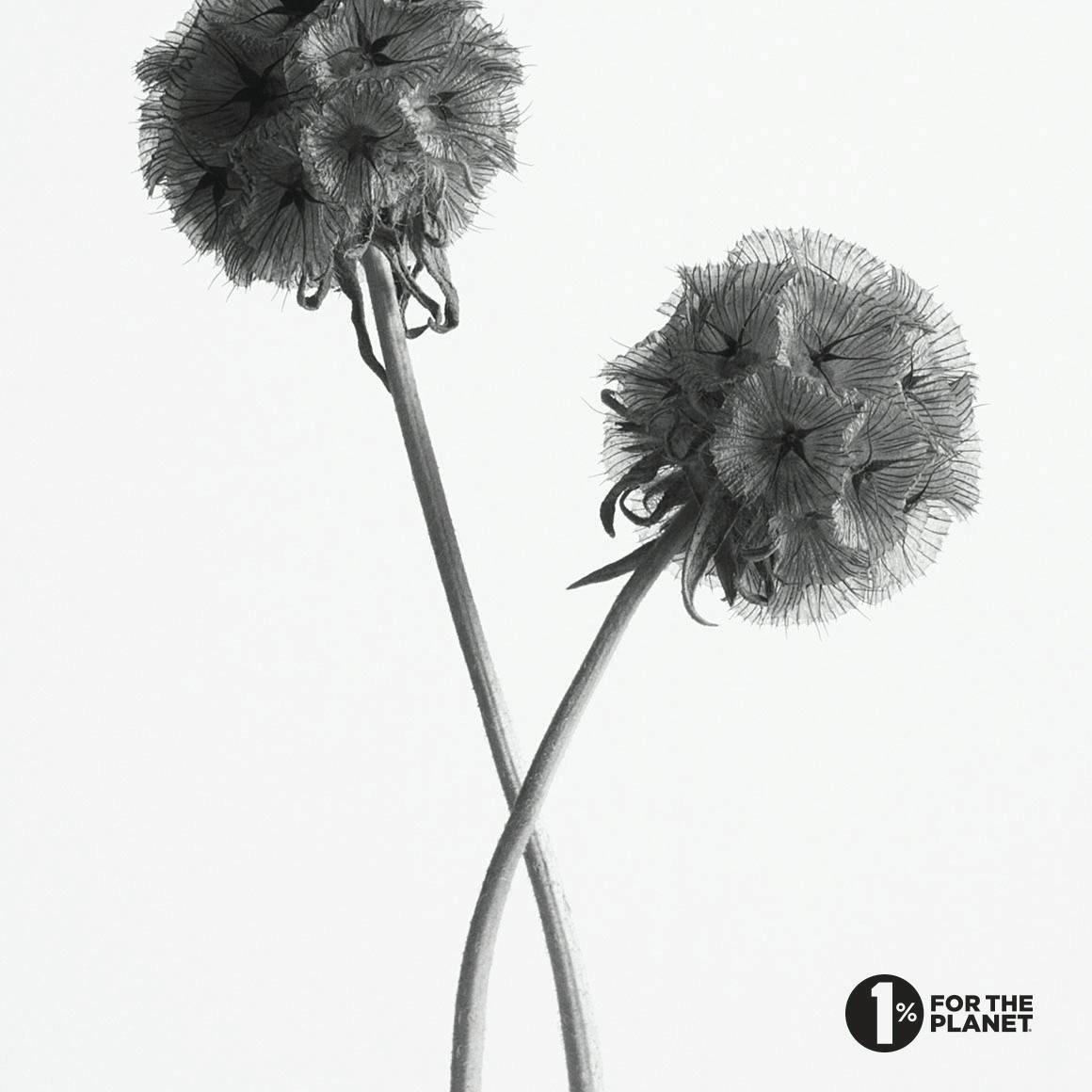 Black and with photo of flowers with 1% for the planet logo