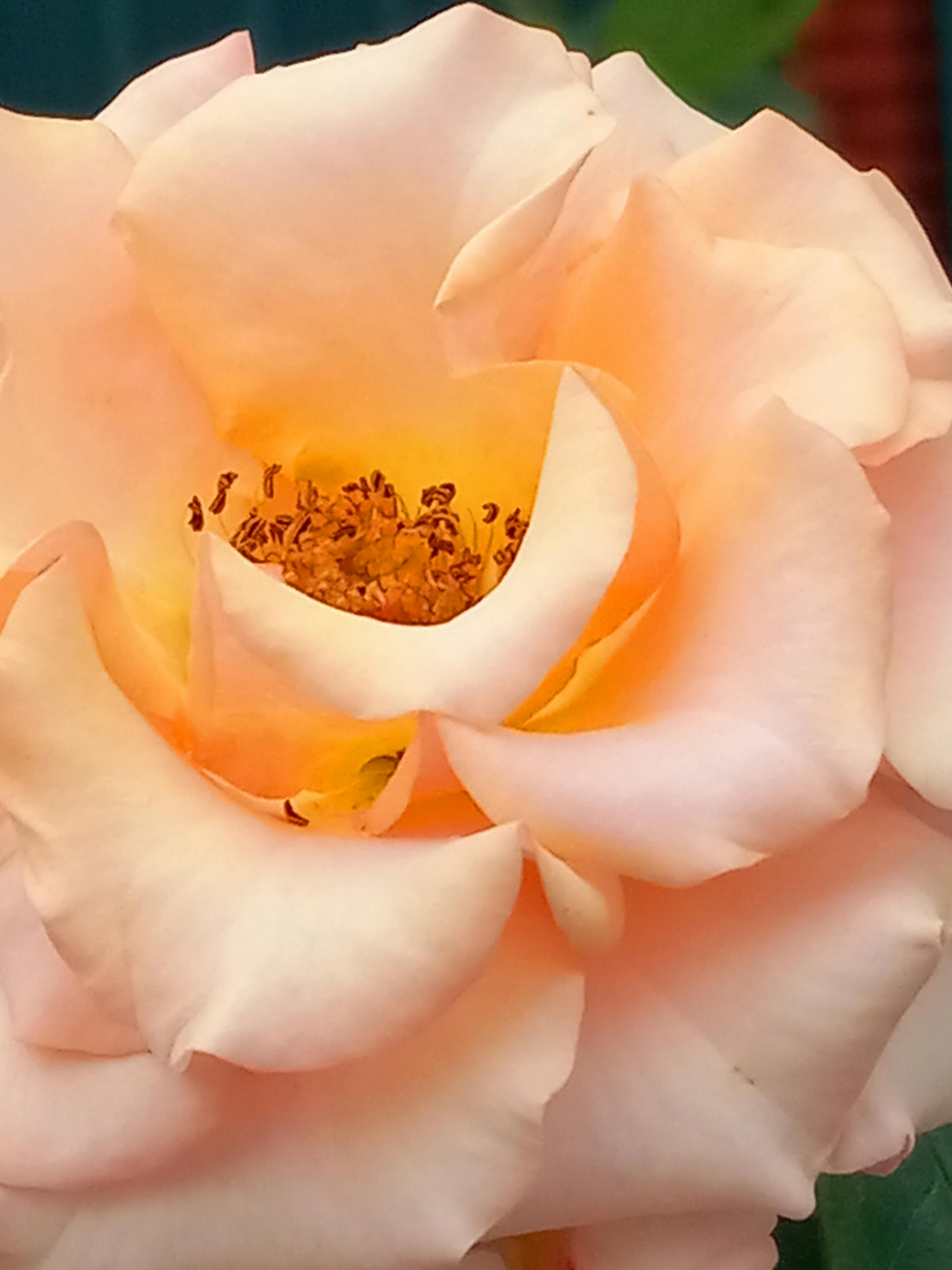 Light pink rose with a touch of gold in the center of the flower.