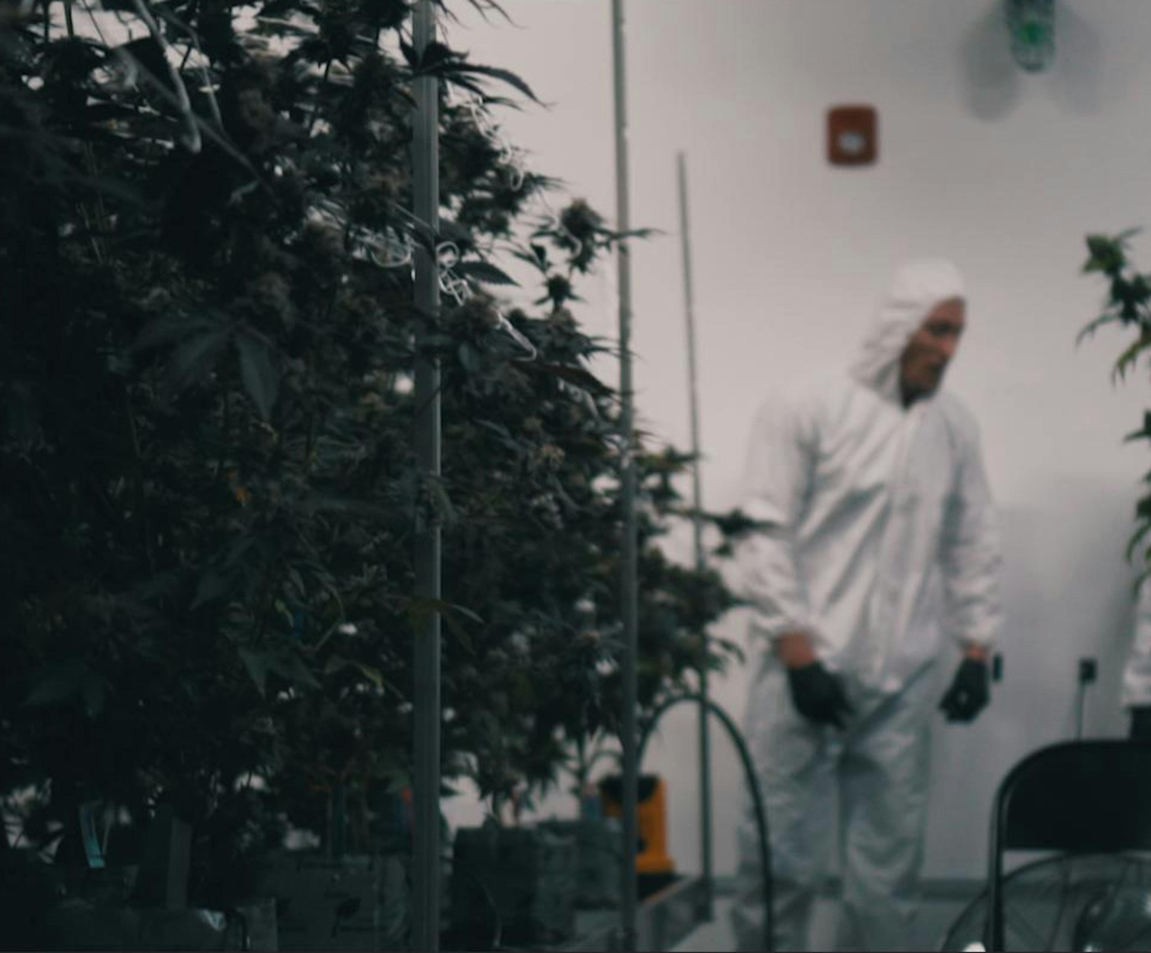 Cannabis cultivation technicians in protective suits working inside a state-of-the-art indoor grow room at The Syndicate, a vertically integrated cannabis company in California. This image showcases professional cannabis plant care and industry-grade cultivation standards.