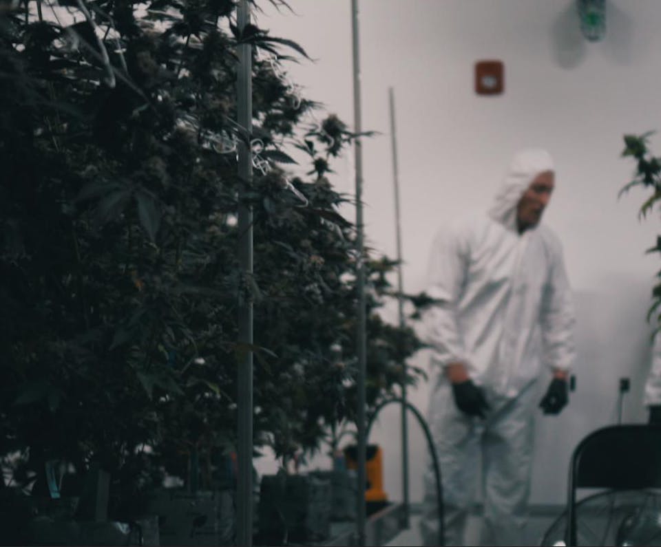 Cannabis cultivation technicians in protective suits working inside a state-of-the-art indoor grow room at The Syndicate, a vertically integrated cannabis company in California. This image showcases professional cannabis plant care and industry-grade cultivation standards.