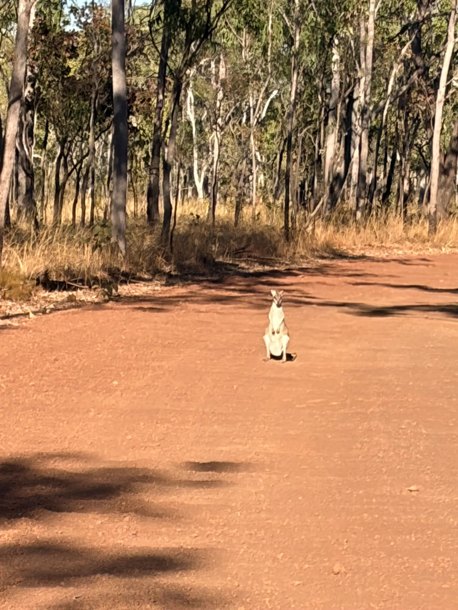 As we left the campground we were stopped by this wallaby who just sat and stared at us for a while. Then it bounded off, so we decided to interpret that as a blessing for our journey to Punamii Uunpuu. 
