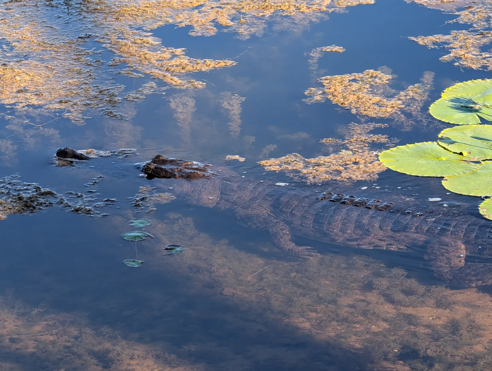 Our caravan park on the banks of Lake Kununurra, and one day we had a visit from a little fresh water croc!
