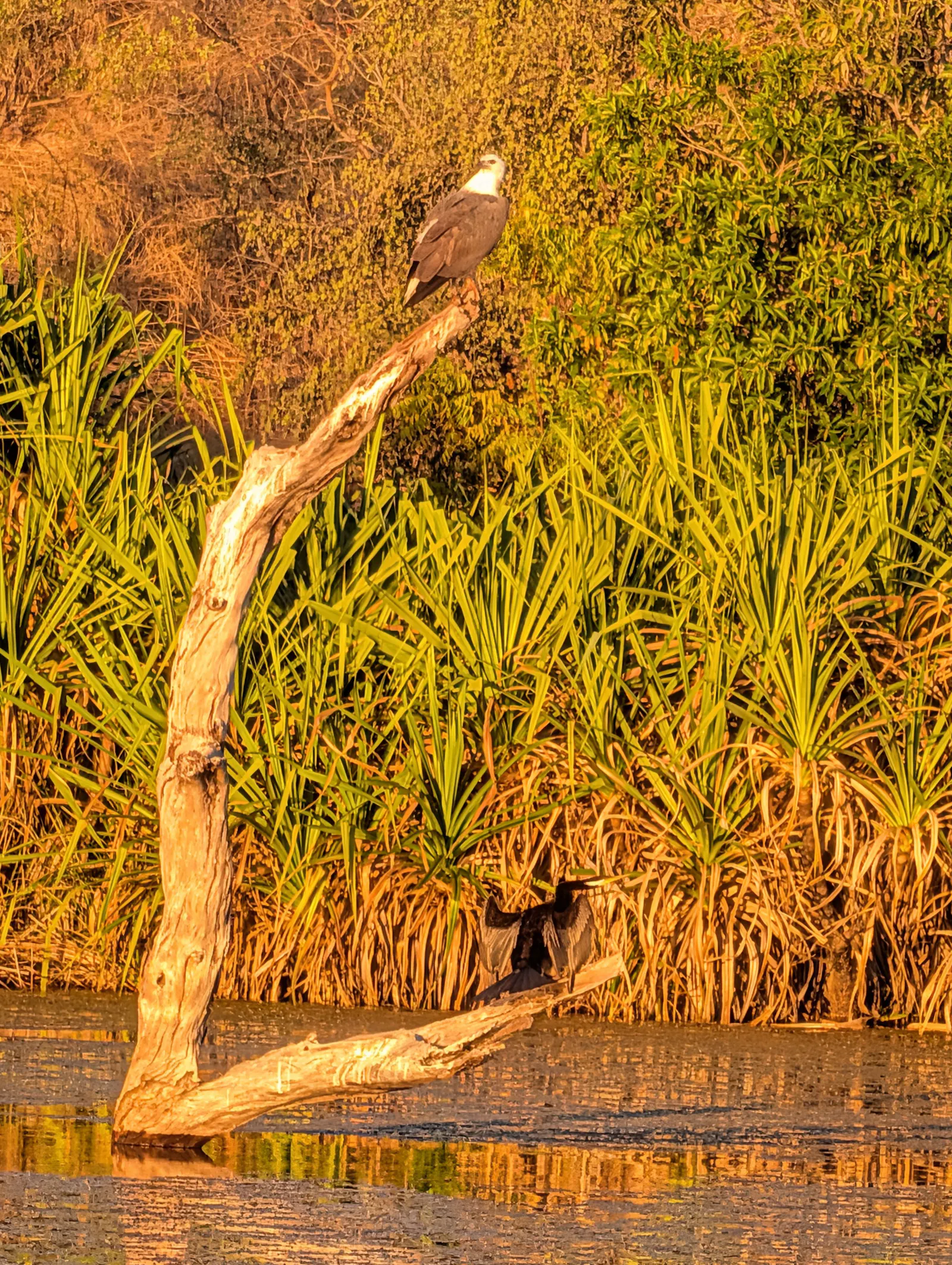 The one on the top is a white bellied sea eagle, and the one on the lower branch is an Australasian darter.