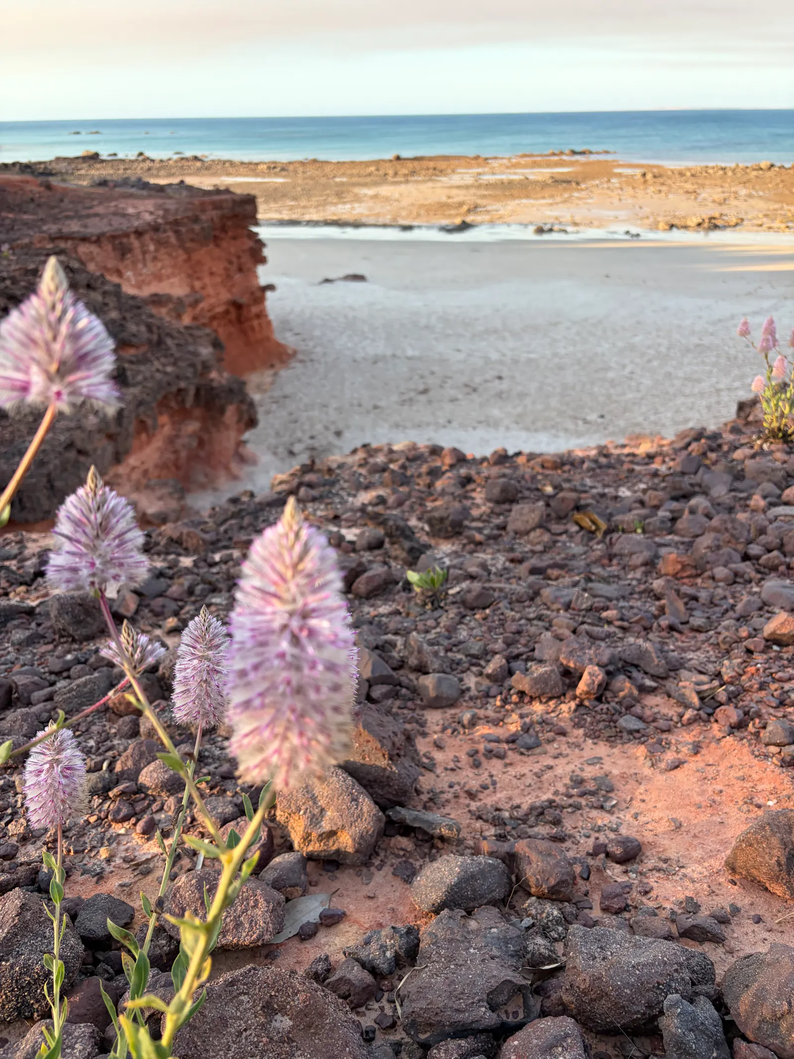 The lovely mulla mulla flower, which is one of my favourites of all of the wildflowers we have seen πͺ»ππΌ.