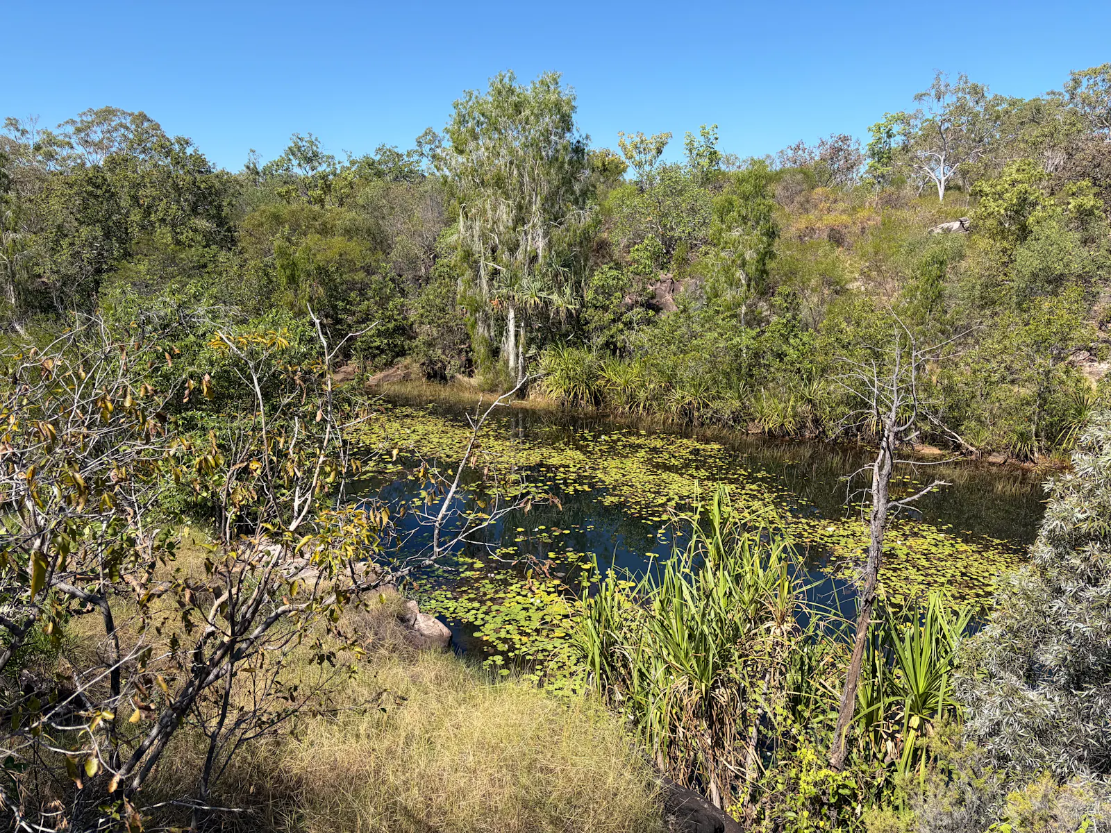 The lily pond itself.