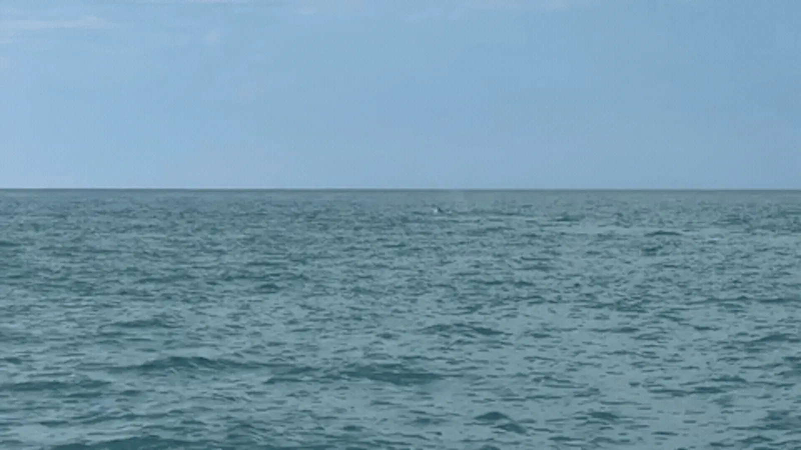 It's a shame that gifs don't have sound, otherwise you'd hear the whole boat ooow and ahhh as the whale appears, which really does seem to an automatic and unstoppable human response to seeing a whale!
