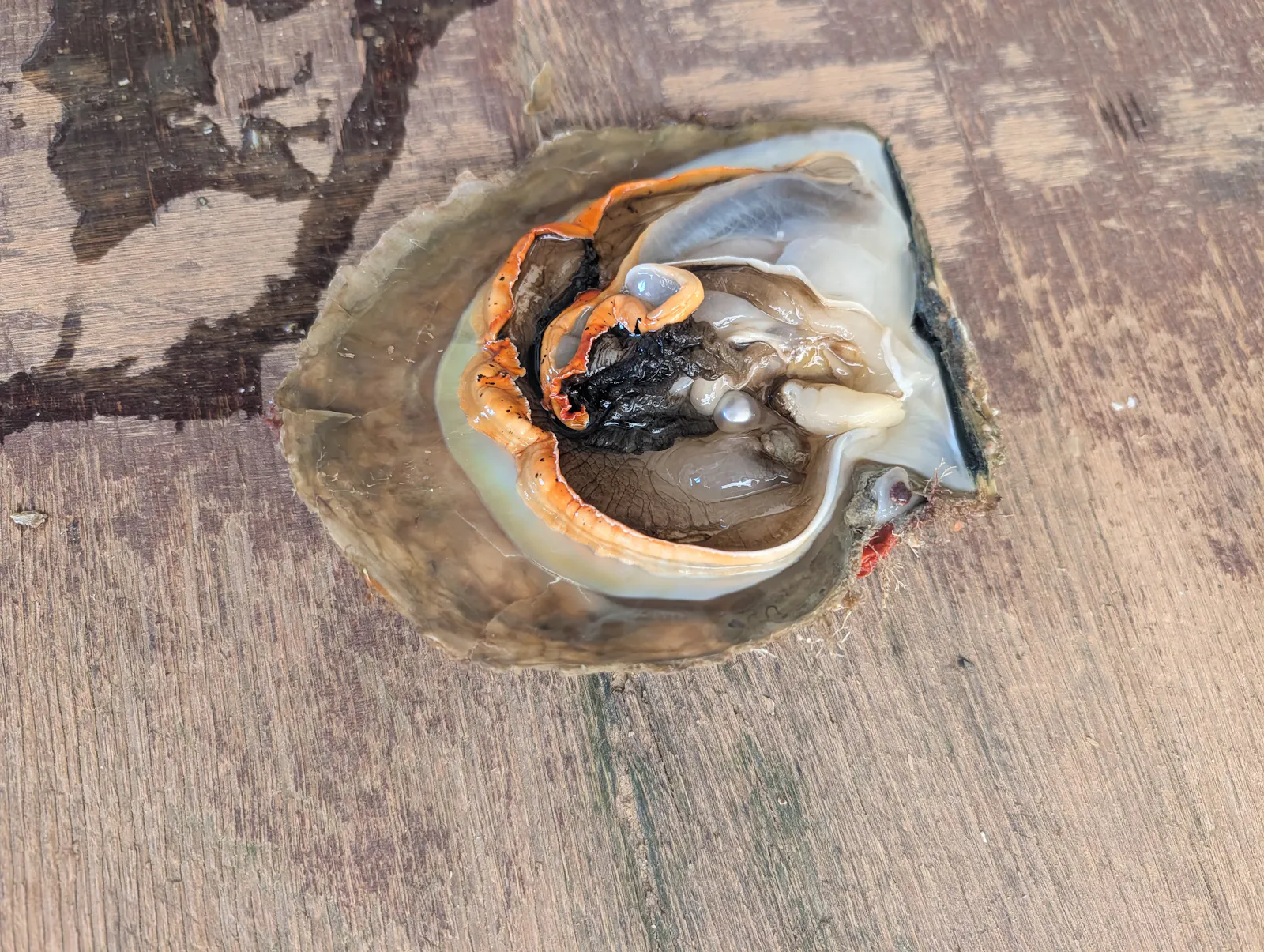 Terry opened up this pearl shell as a demonstration of the cultivation process. The pearl that was in this shell was later valued at $800, which made me feel better about continuously reminding Josie to be SUPER careful while holding it as we walked from one end of the farm to the other!