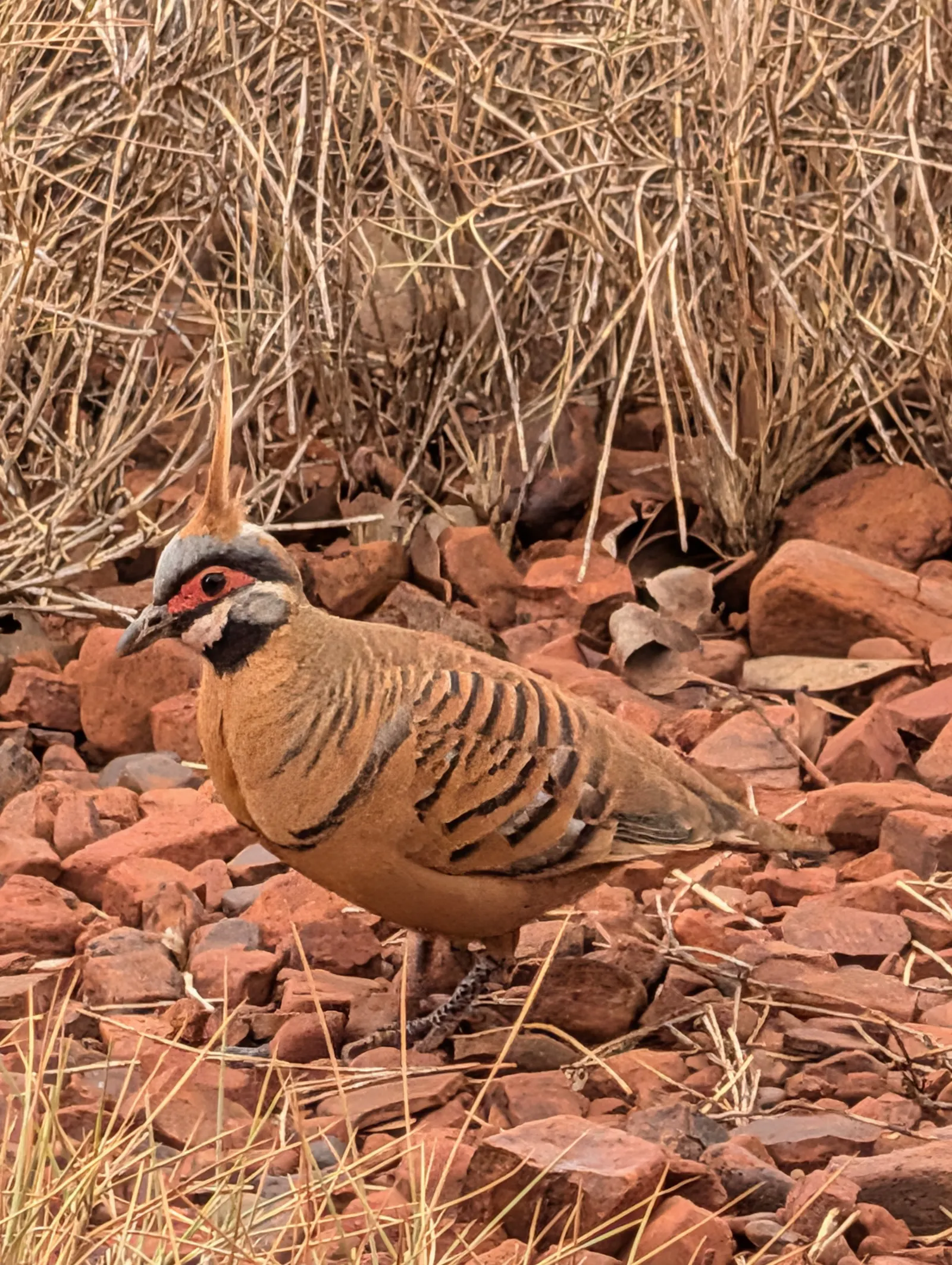 Plus, check out these GORGEOUS spinifex pigeons that are the mascot for the national park - SO FANCY!