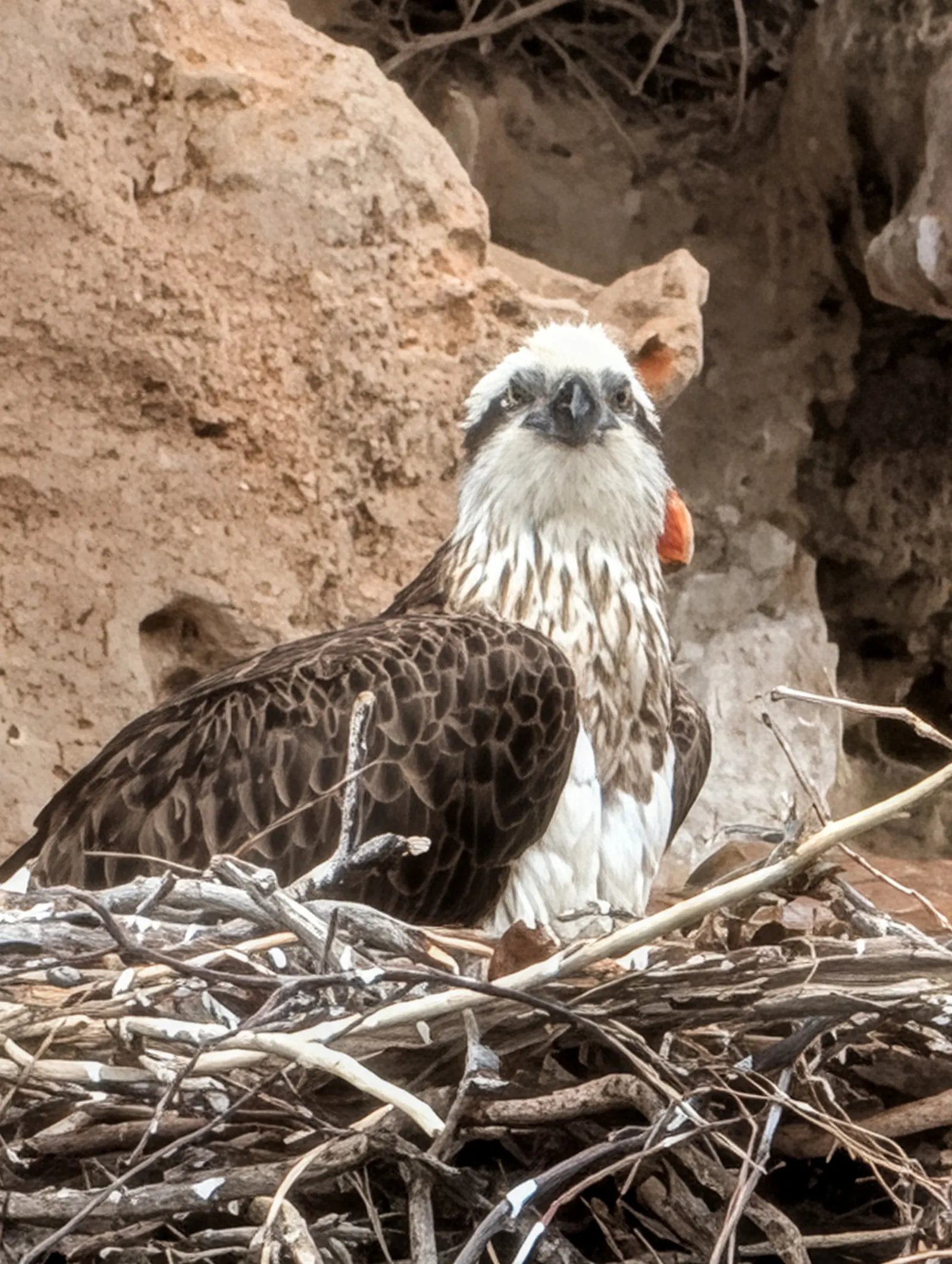 There was actually some osprey chicks in this nest - we saw little bits of fluff just peeping over the edge. 