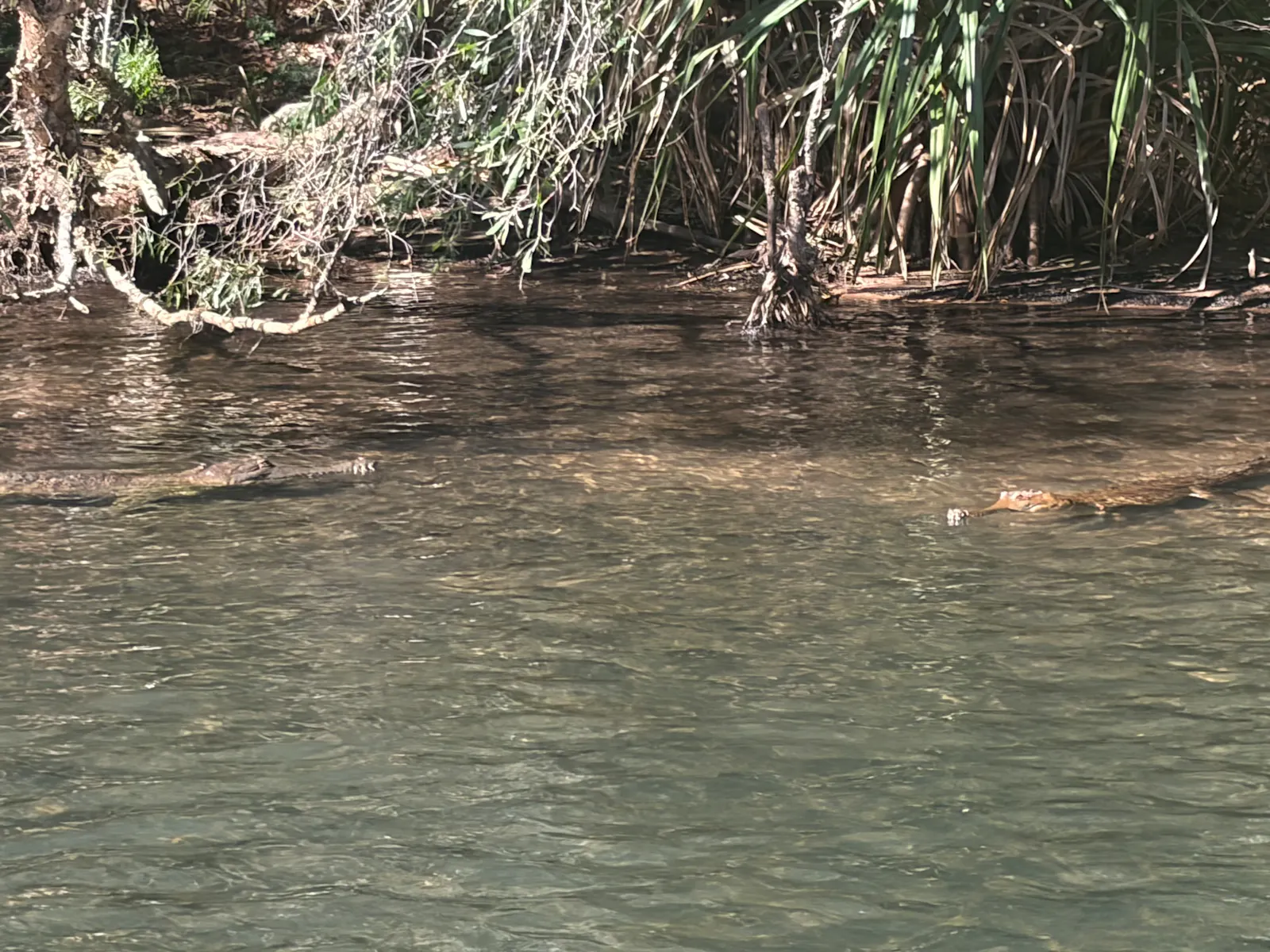 Here are 2 fresh water crocs, about to have a bit of biff. Surprise surprise, the bigger male won 🙄