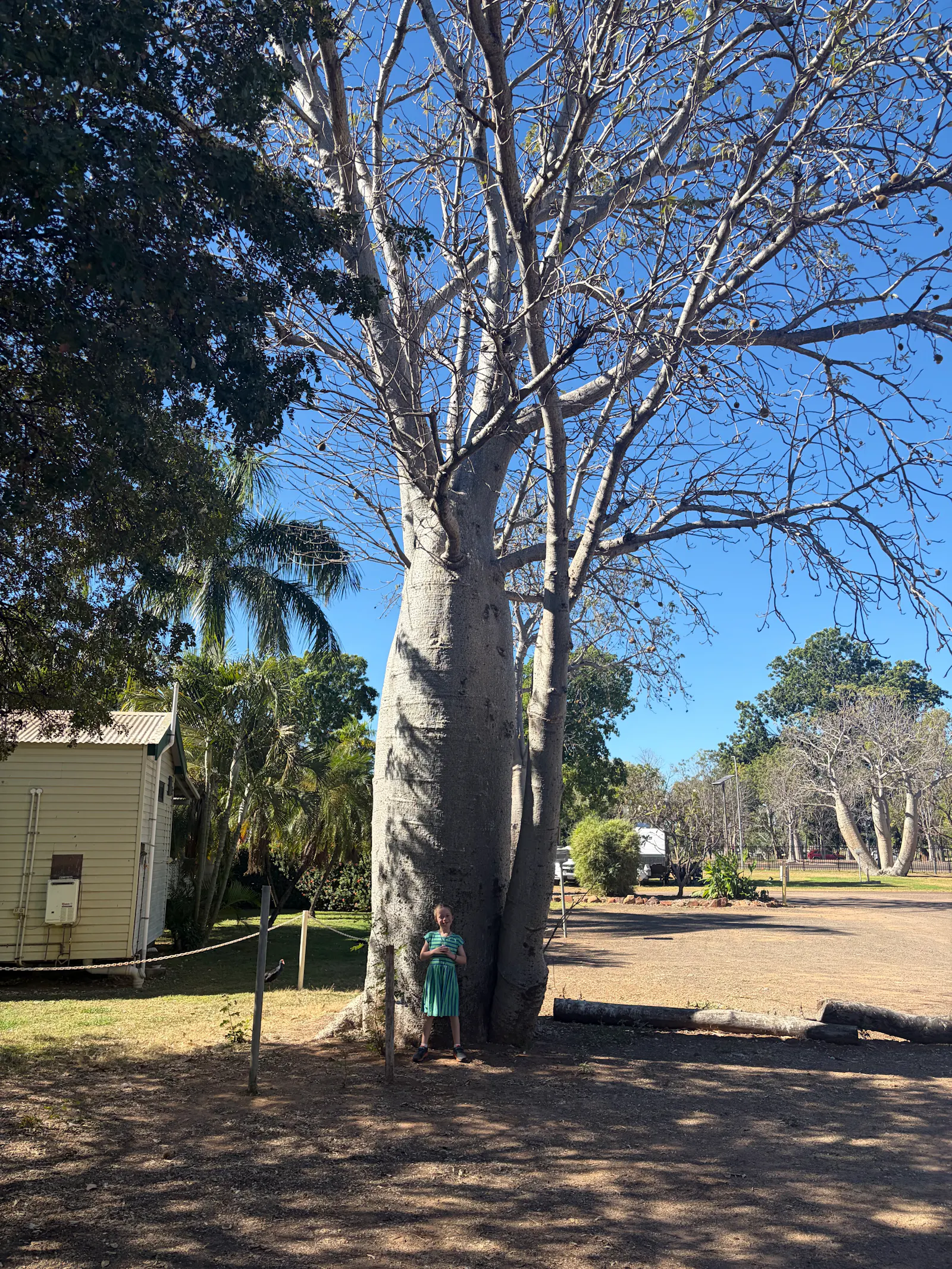 And here's Josie blending into another boab tree - she's a particular fan of them!