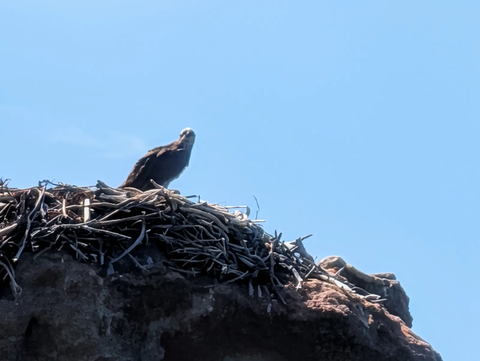 Dad Osprey was watching us very closely as we sailed by!