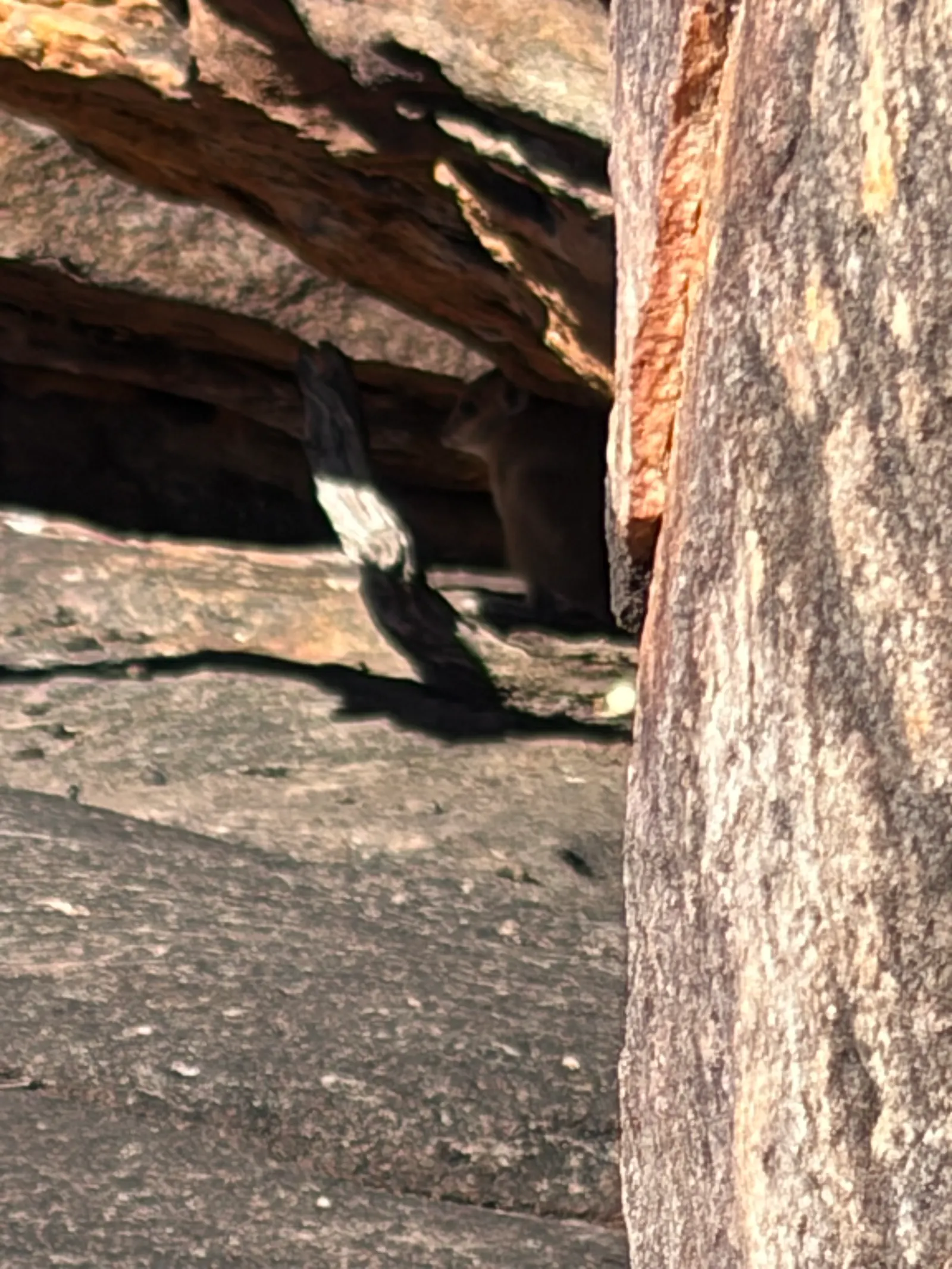 Not the best shot but if you peer into the shadows under the rock ledge you should be able to make out the super cute little fella!!