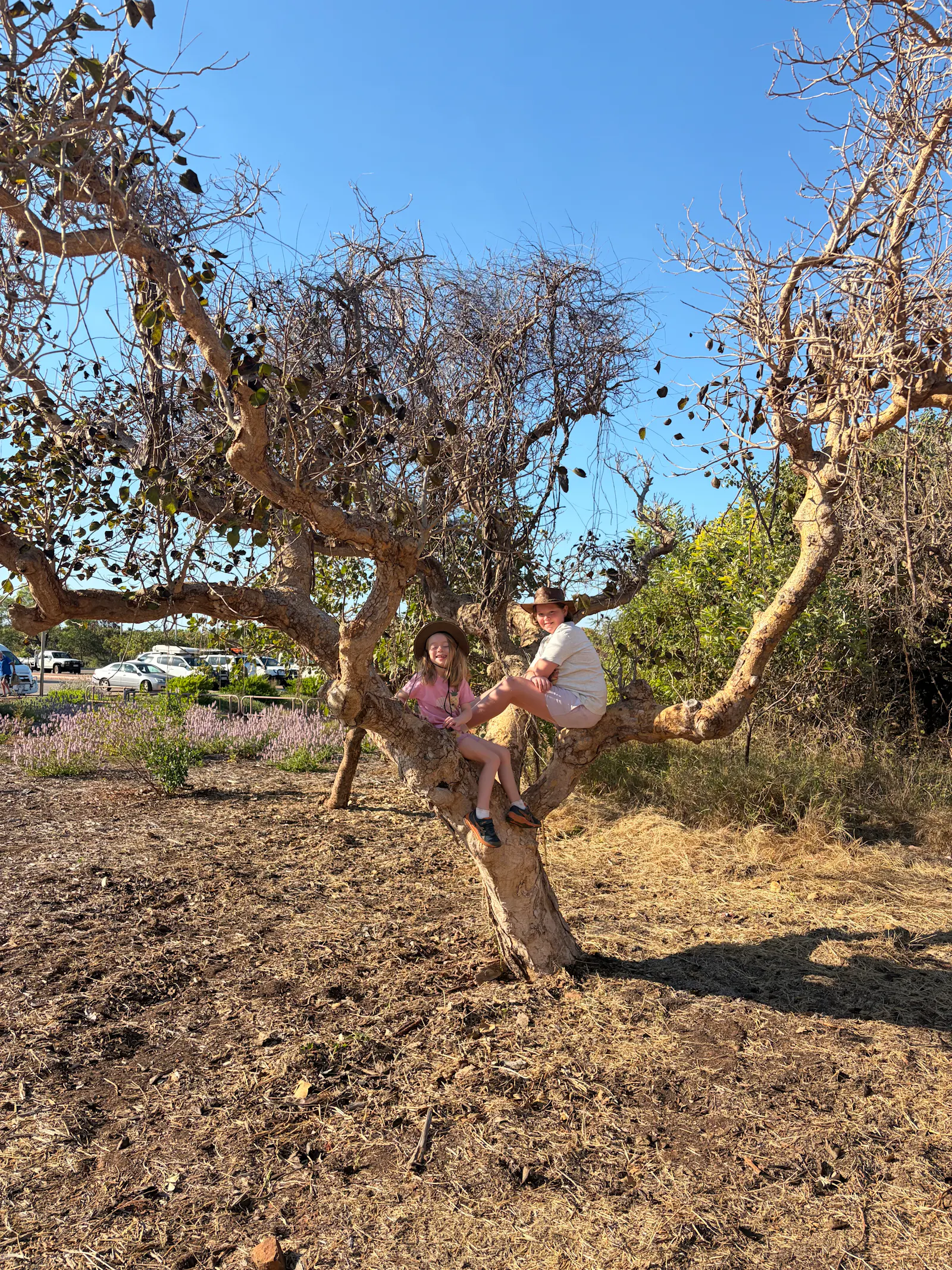 Nora and Josie climbing a kakadu plum tree, the fruit of which has the same amount of vitamin C as 100 oranges! The taste is...intense. 