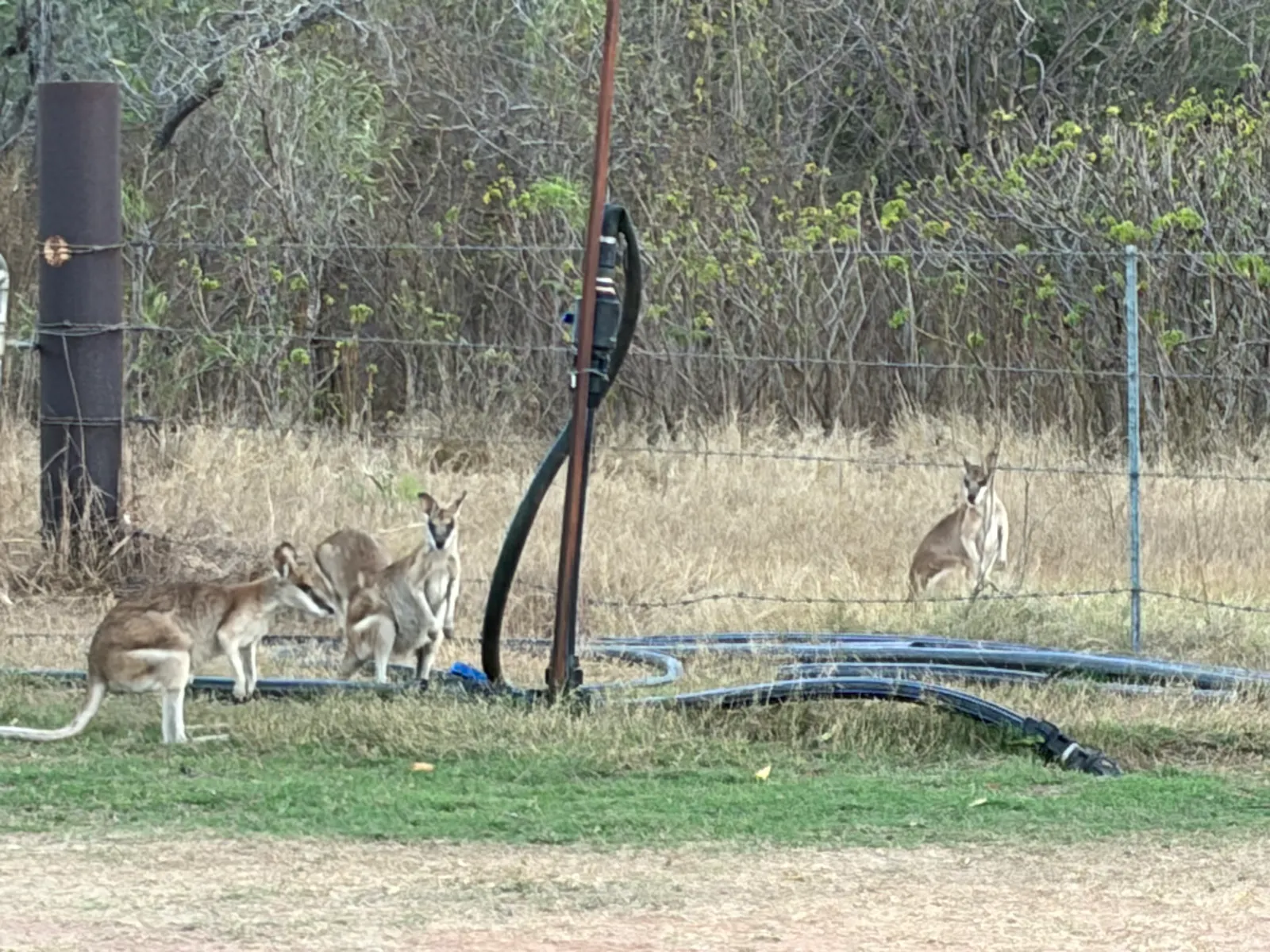 But before we left we saw these cuties sneaking some water at the caravan park π¦π¦π¦.