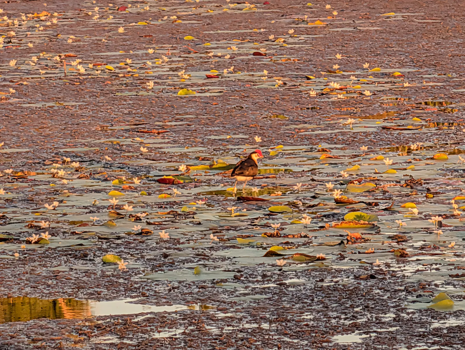 You might be able to make out a little bird walking on the lily pads - they're called jacanas, or Jesus birds, as they look like they're walking on water!!