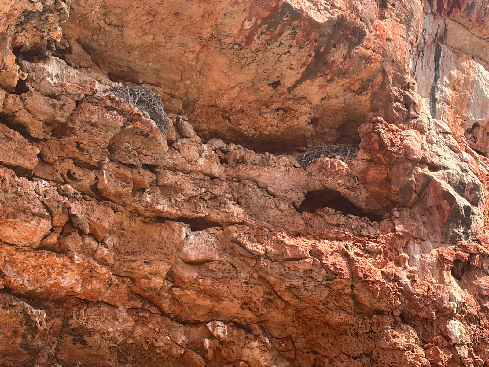 The nest on the left was apparently first reported by a naturalist who had explored the area over a hundred years ago - that's how long some of these nests last for. 