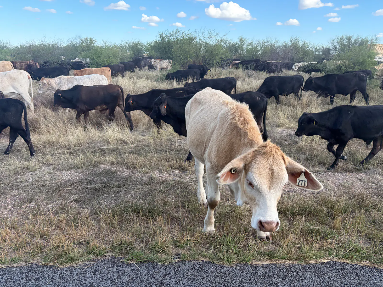This cow was particularly interested in the passing cars!