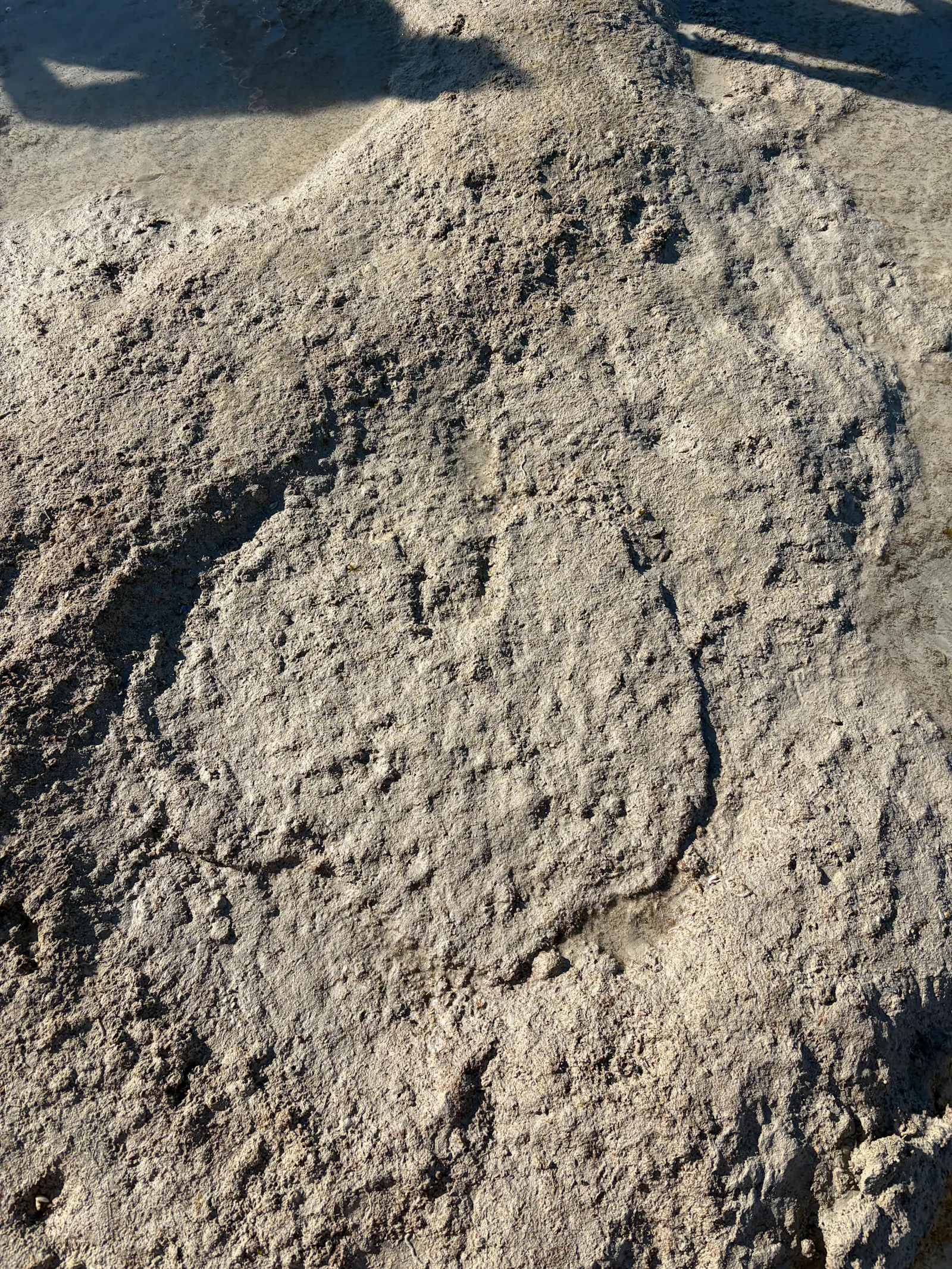 The round foot prints were bigger than your average dinner plate....