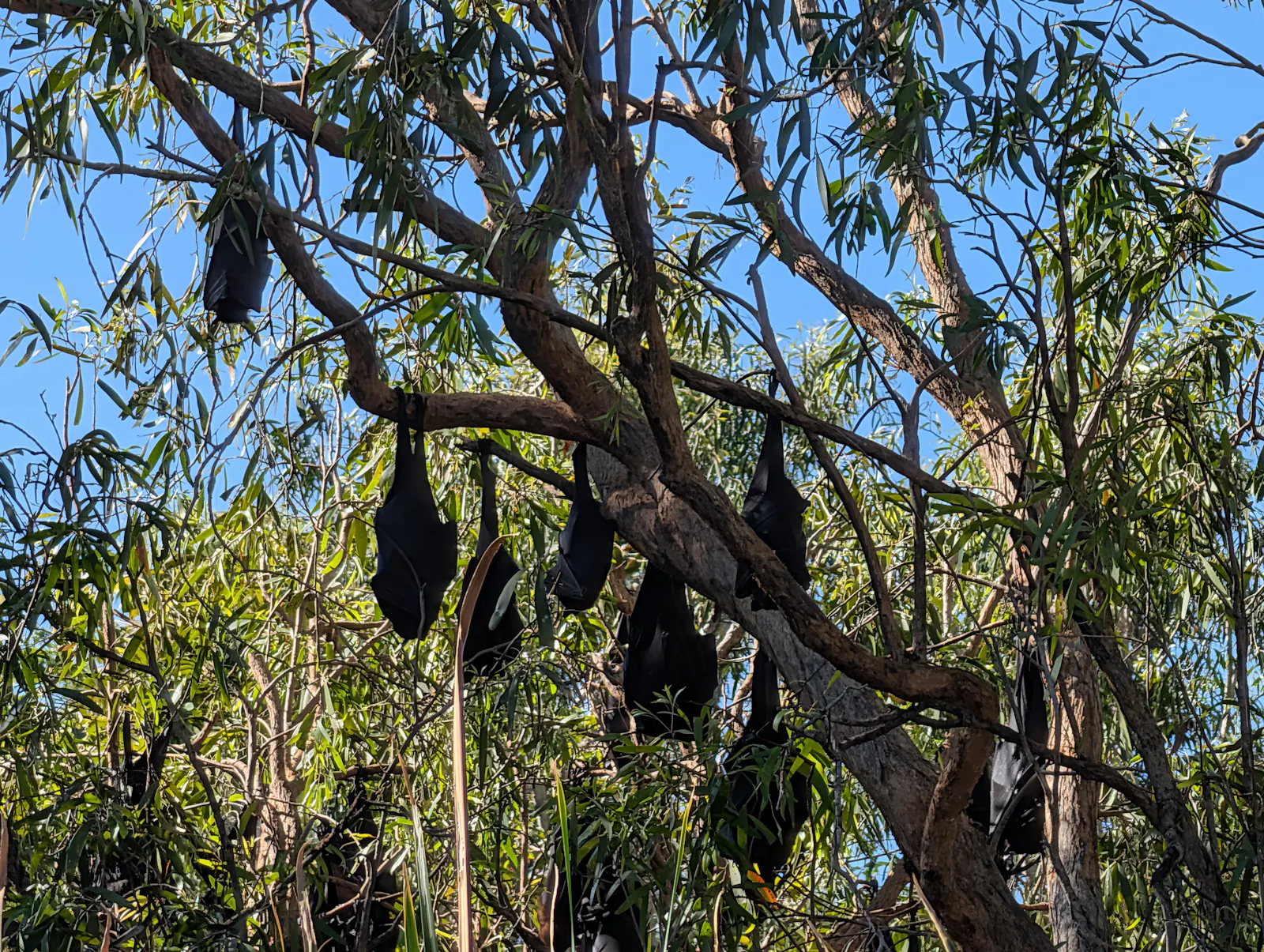 We heard lots about the recently established bat colonies that have established themselves along the river, and how they aren't as smelly as many bats in urban areas as they are eating their natural food sources when they are fully ripe. Which is definitely more than I expected to learn about the digestive system of fruit bats 😝
