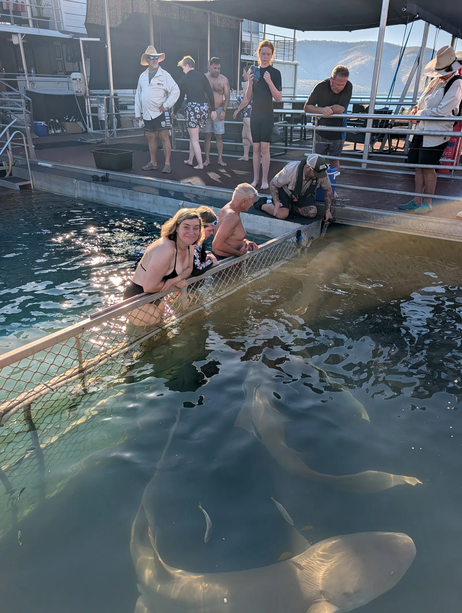 But here are the star attraction, the tawny nurse sharks! 