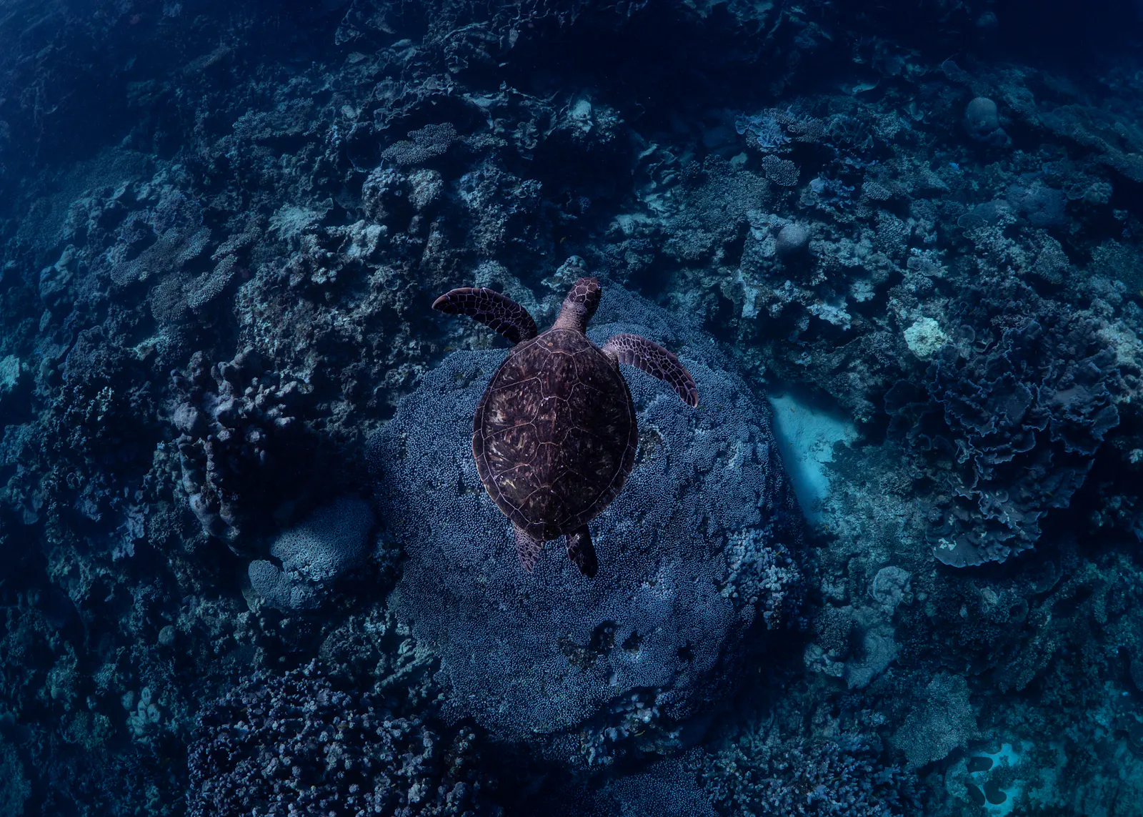 Ellie's photos from the fancy professional underwater camera. 