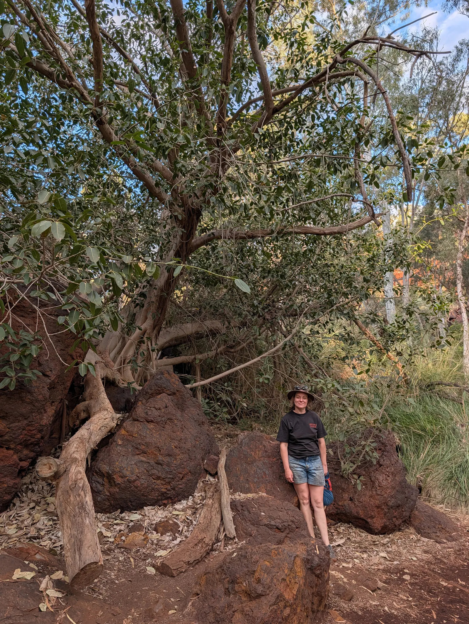 We've seen lots of rock figs in the gorges of WA, but this one was by far the biggest! I do love a fig tree โค๏ธ