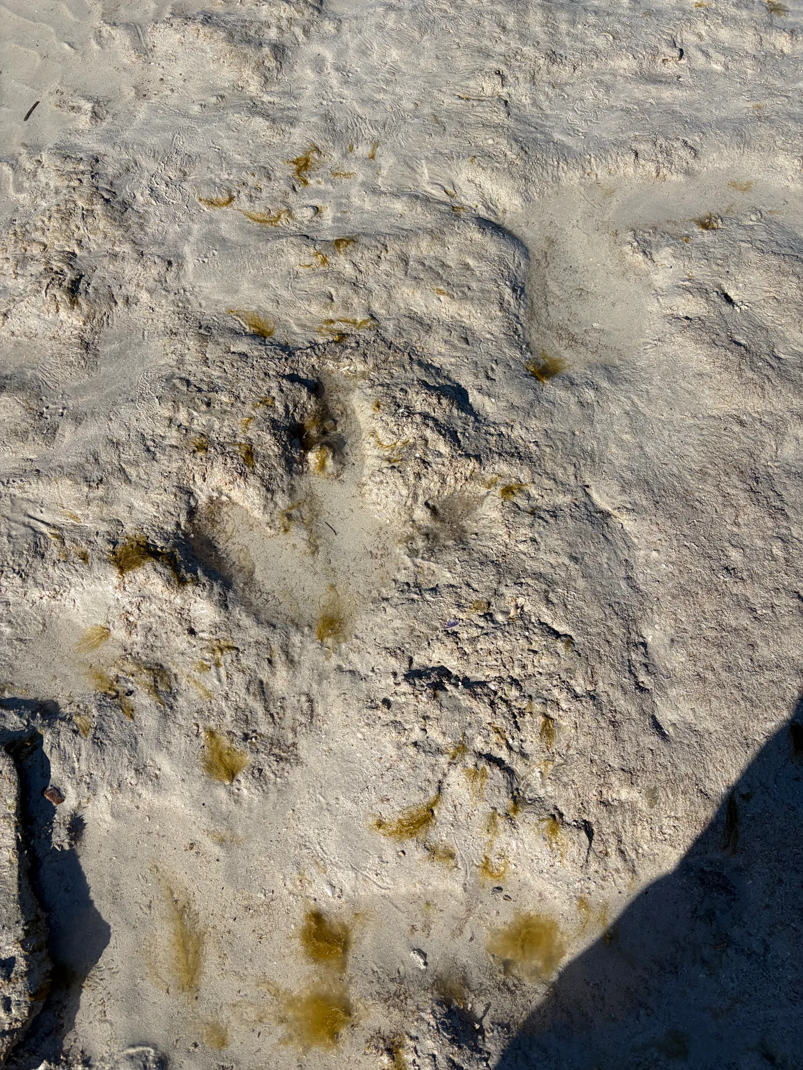The three-toed prints, with a big toe in the middle, are very similar to the smaller prints in the wet sand left behind by the seagulls 😂.  