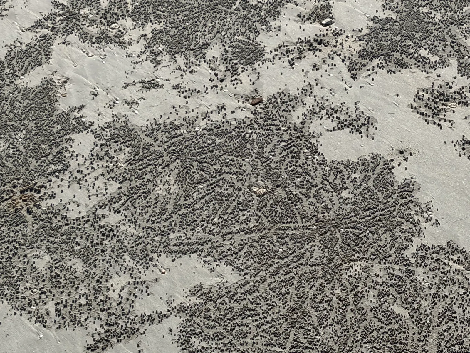 The beach was covered by these tiny balls of sand in gorgeous geometrical patterns, which are apparently made by crabs. They were spectacular!!