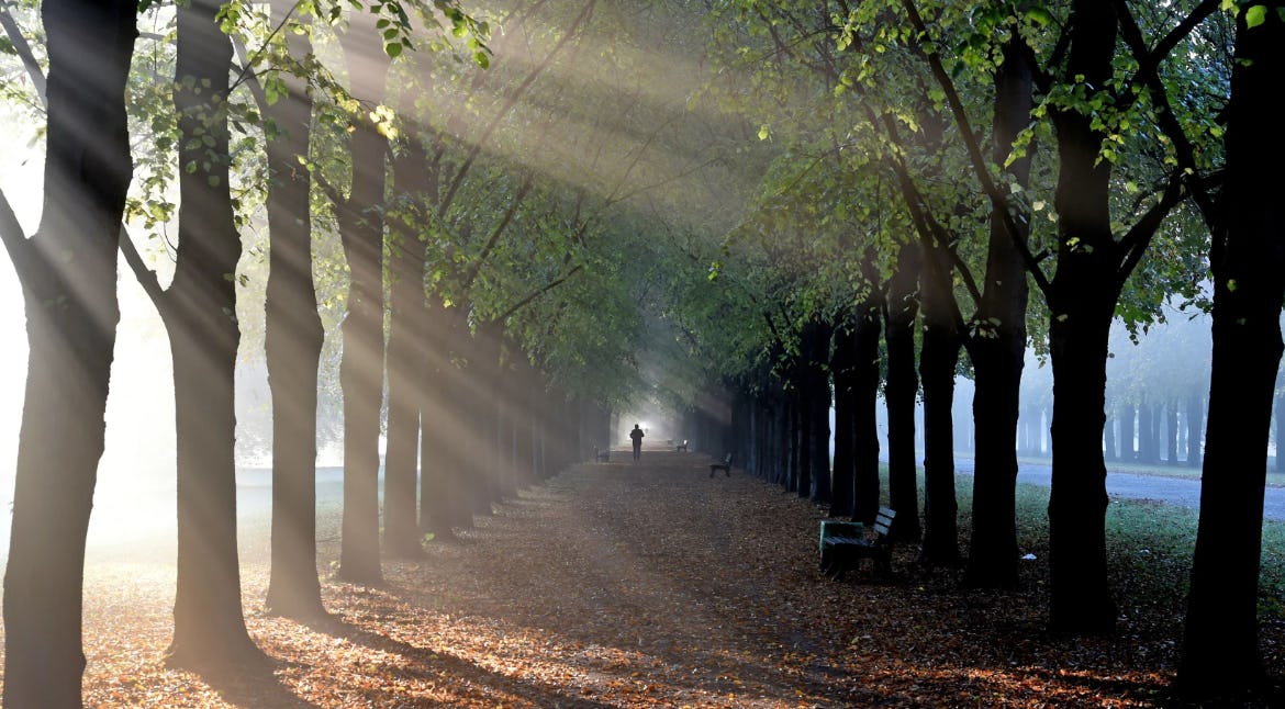 A photo of a figure in the distance walking down a long avenue flanked by trees, sunlight streaming through the branches. Photo credit: Holger Hollemann/dpa via AP 