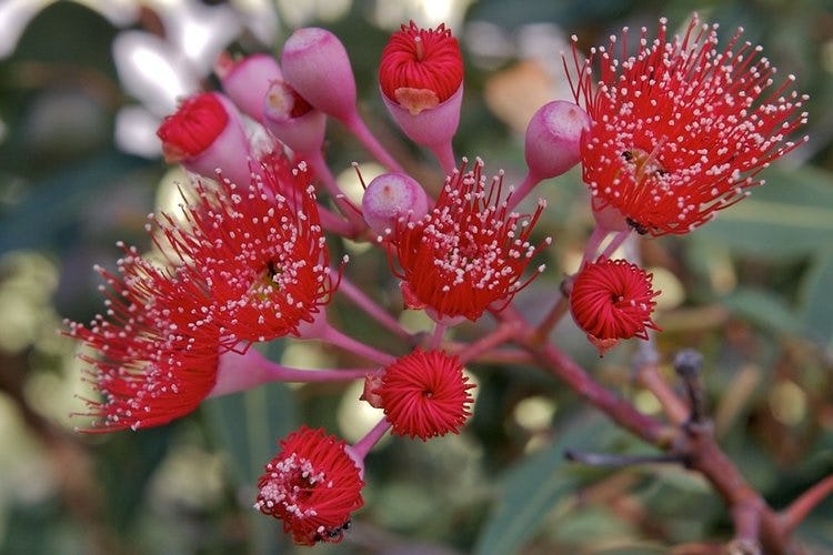 Red eucalyptus flowers. (Photo credit: Brian Yap.)