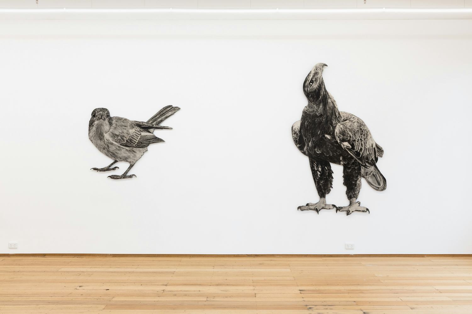 Anna Louise Richardson, installation view, 'Am I being told off (butcherbird), 2022, charcoal on cement fibreboard, 97 x 123cm. And 'I asked for a sign (wedge-tailed eagle), 2022, charcoal on cement fibreboard, 202 x 126cm. Photo by Janelle Low 