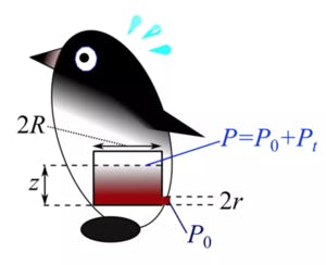 image of penguin and equations to calculate penguin's rectal pressure