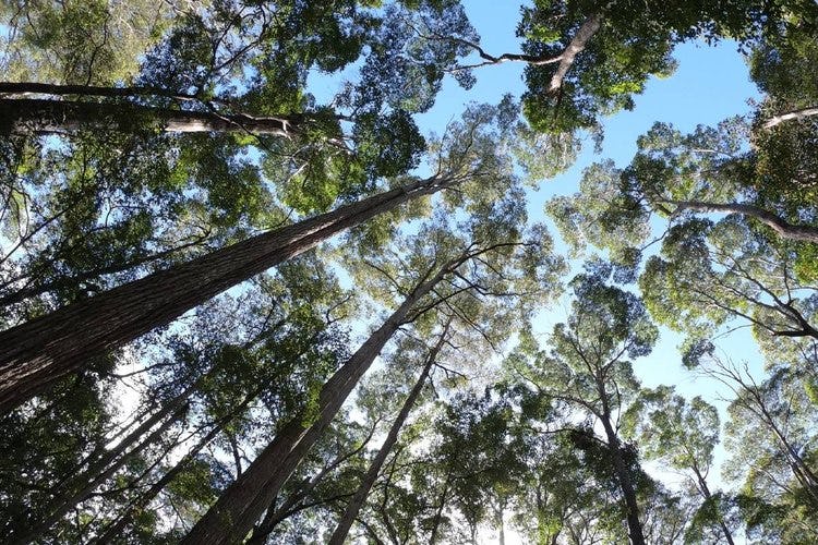 A photo taken from the ground of trees growing upward toward the sky