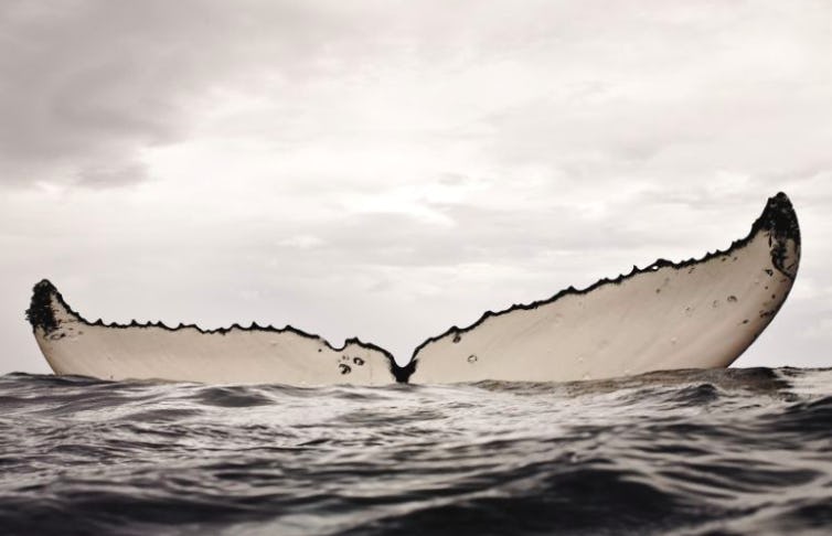 A photo of a whale tail partly submerged in sea water