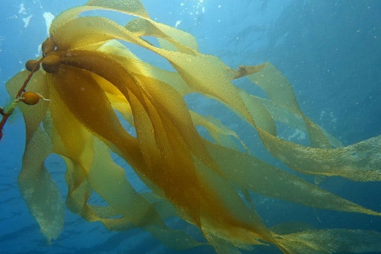 Seaweed waving underwater. Photo credit: John Turnbull