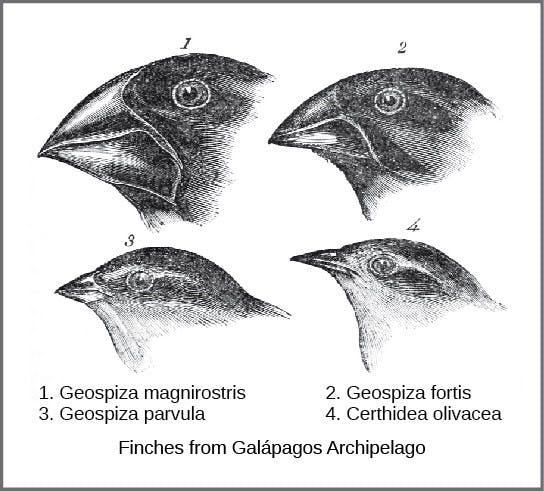bird evolution