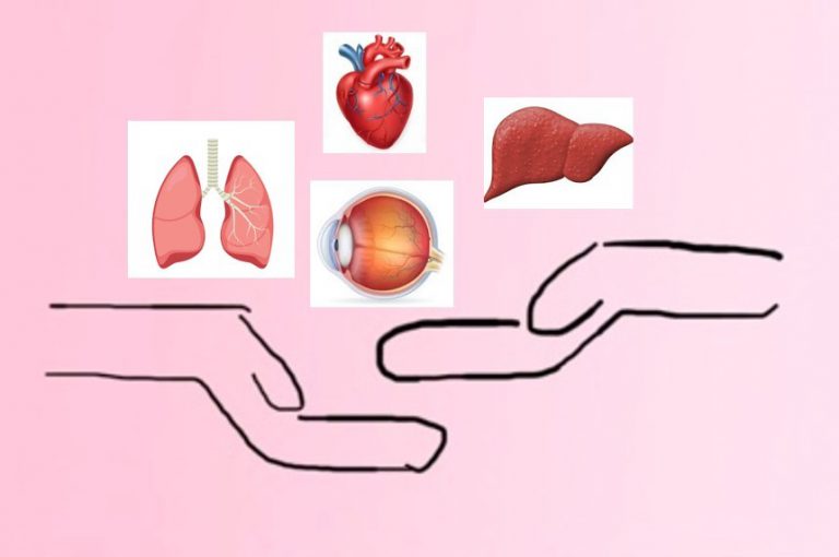 pair of hands and photos of organs