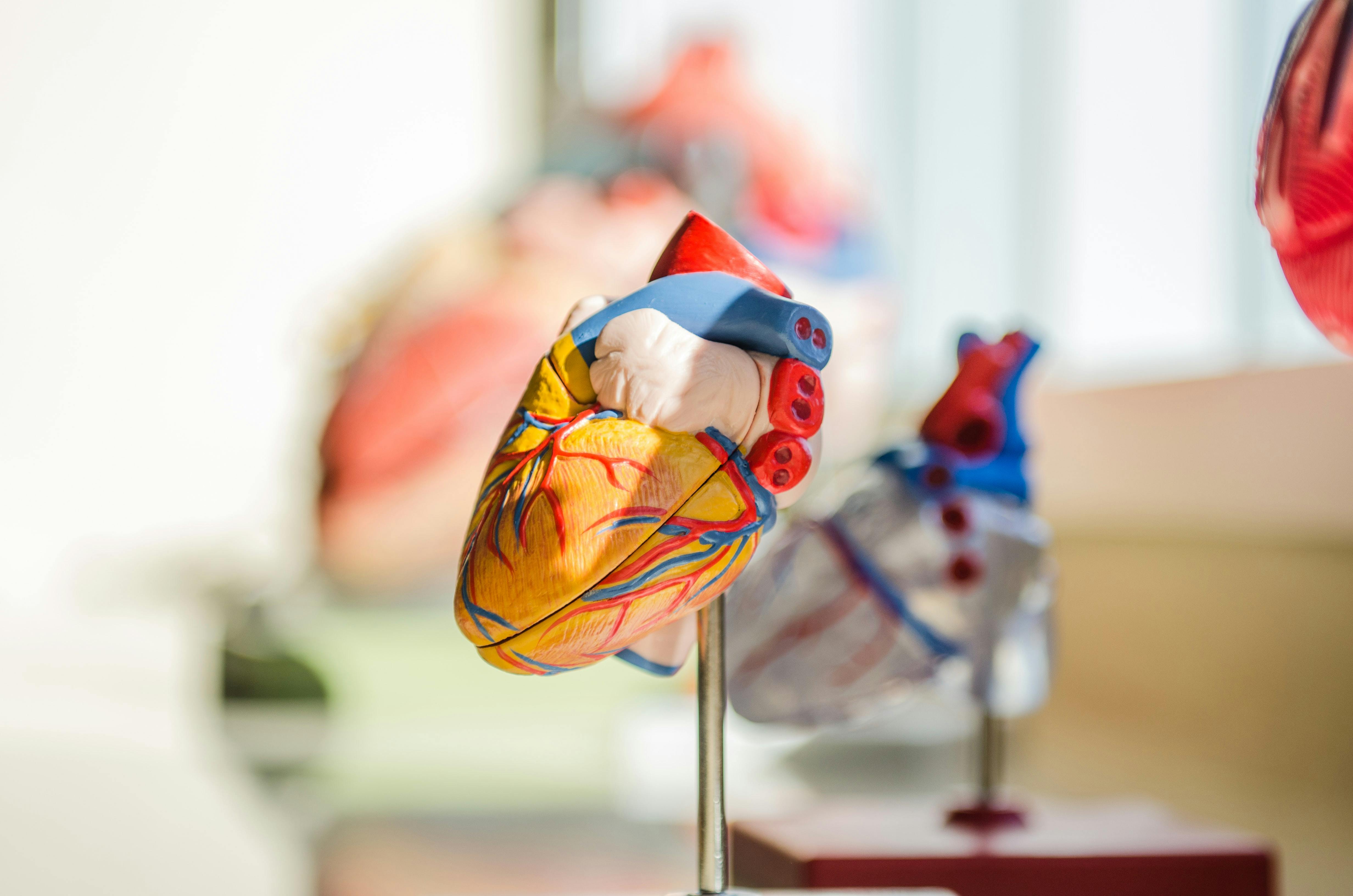 A colorful model of the human heart.