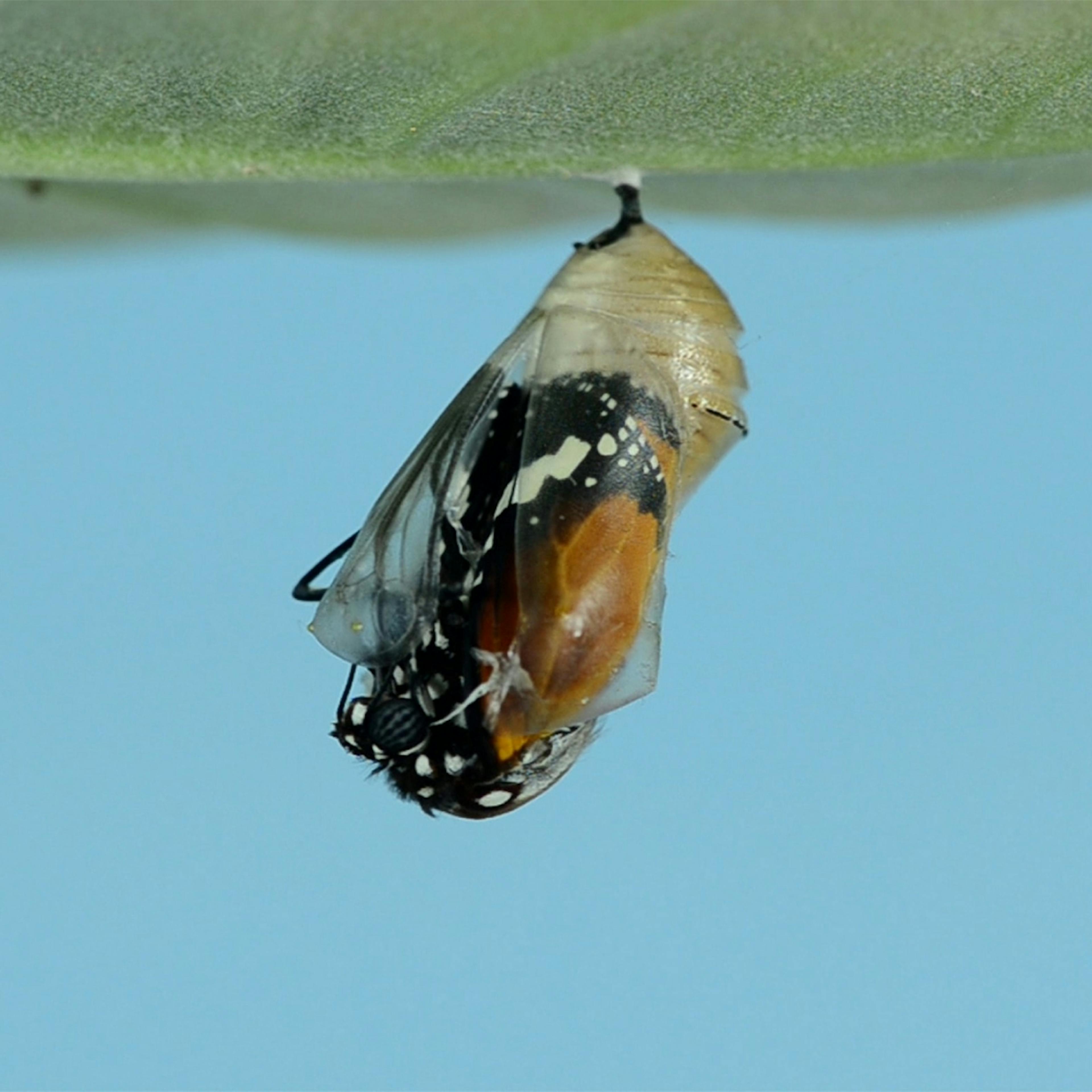 The pupa stage, hanging under a milkweed leaf for about 8–15 days, before fully emerging into butterflies.
