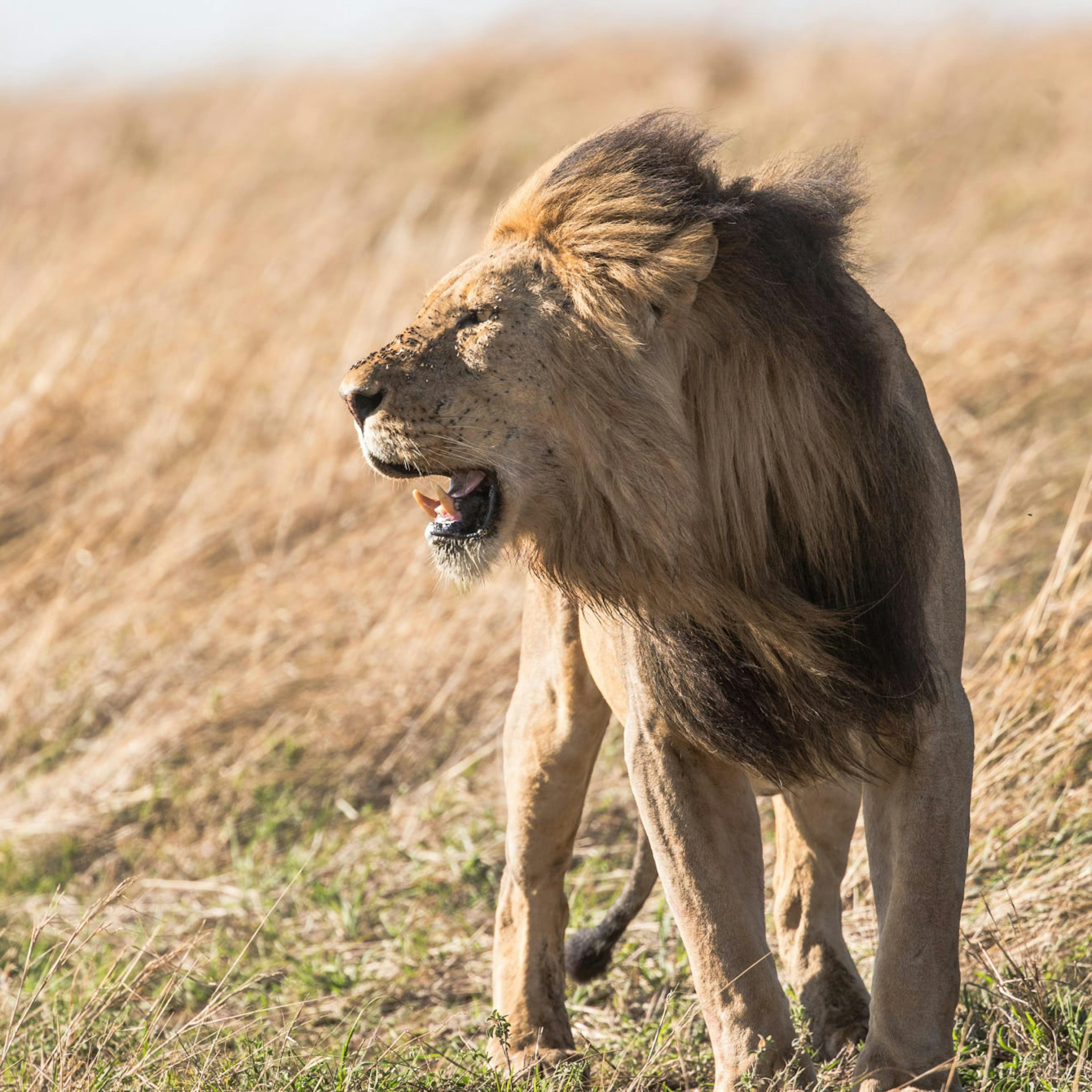 Lions are not actually just wandering around in most African nations.