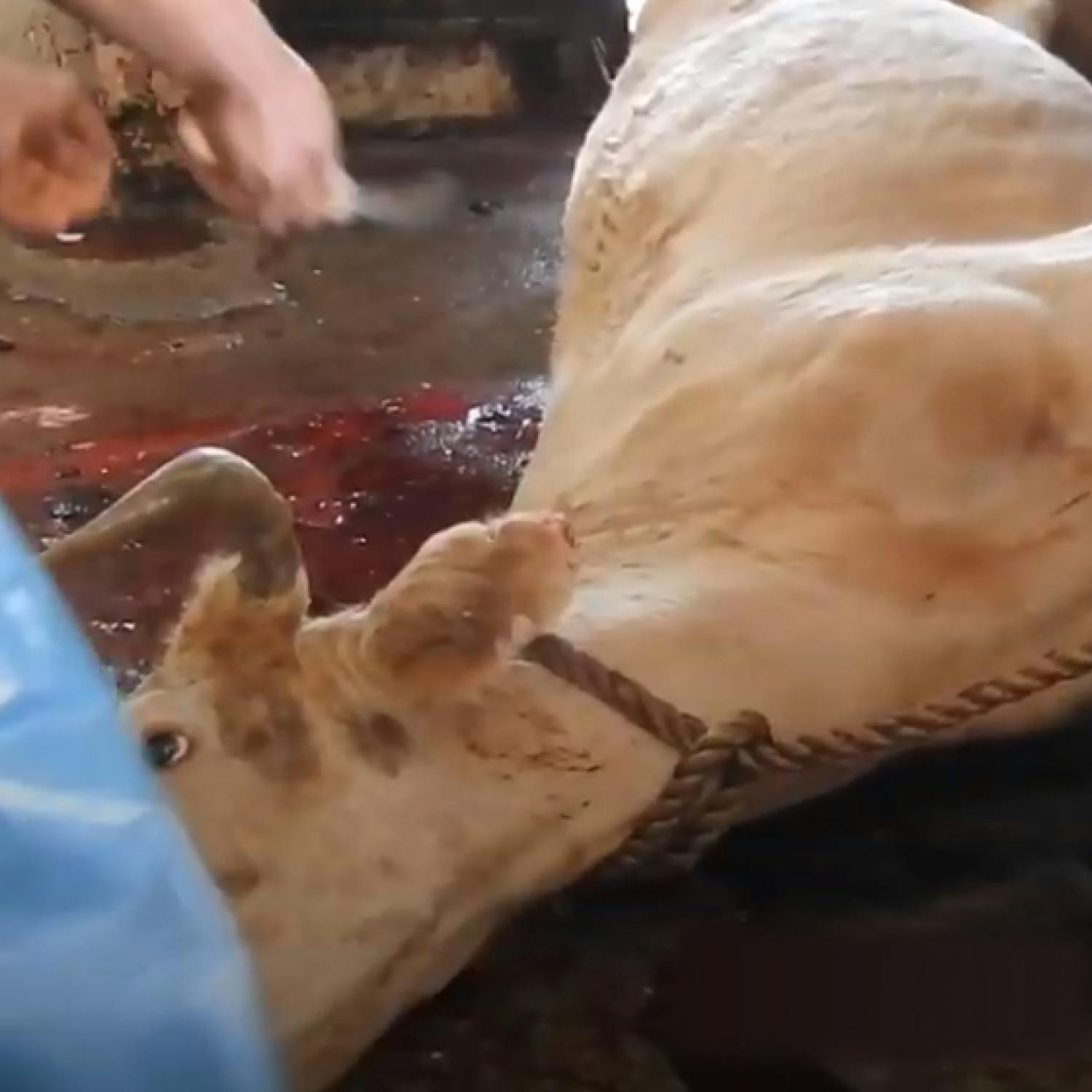 Inside a slaughterhouse