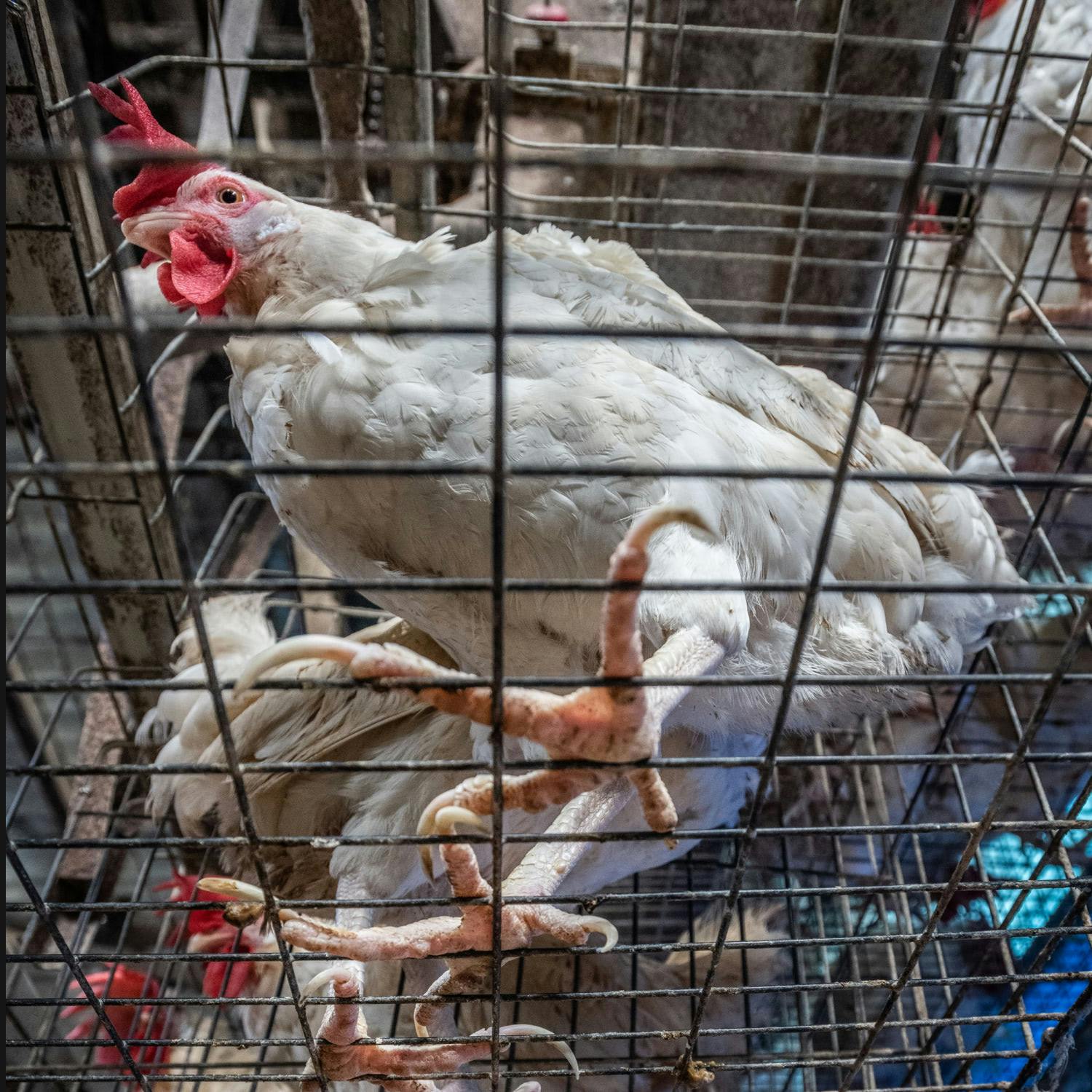 The Hidden Toll of Factory Farming